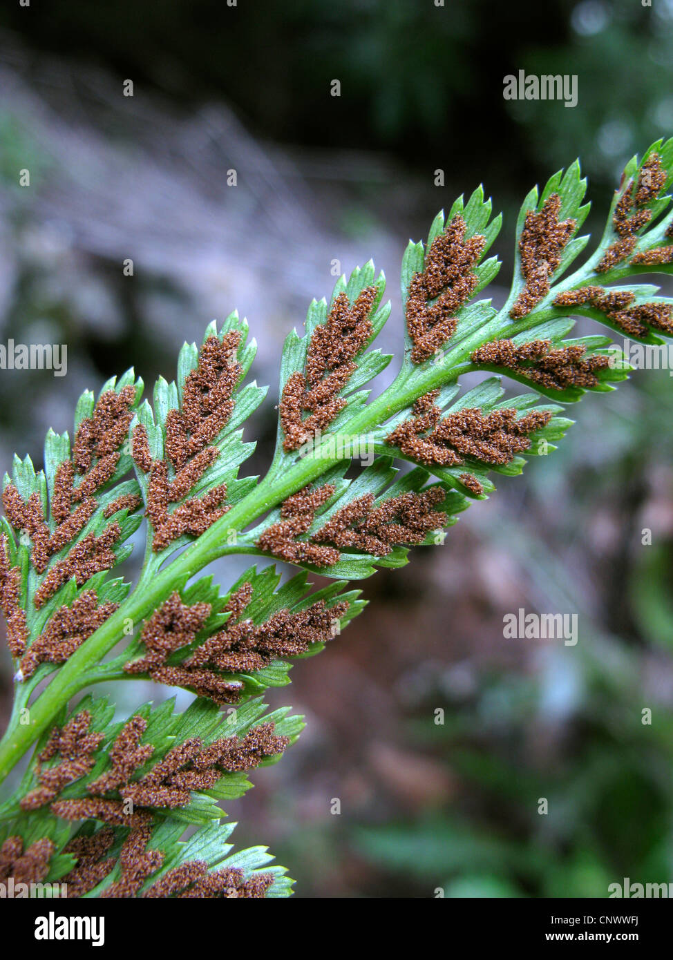 Asplenium onopteris (Asplenium onopteris), lower side of a frond with sporangia, Canary Islands, Gomera Stock Photo