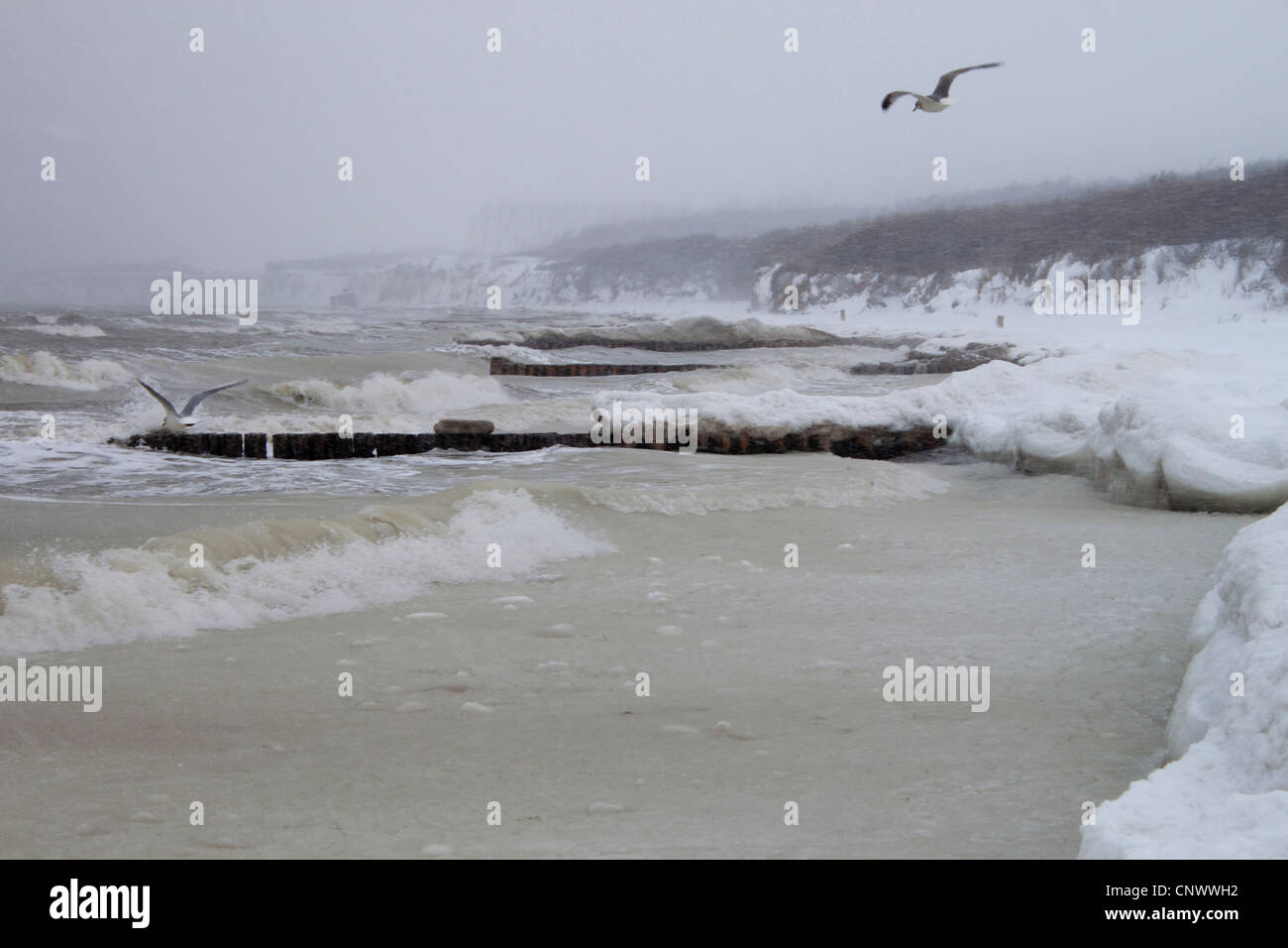 cold winter storm at the coast of Baltic sea with spur dikes, Germany