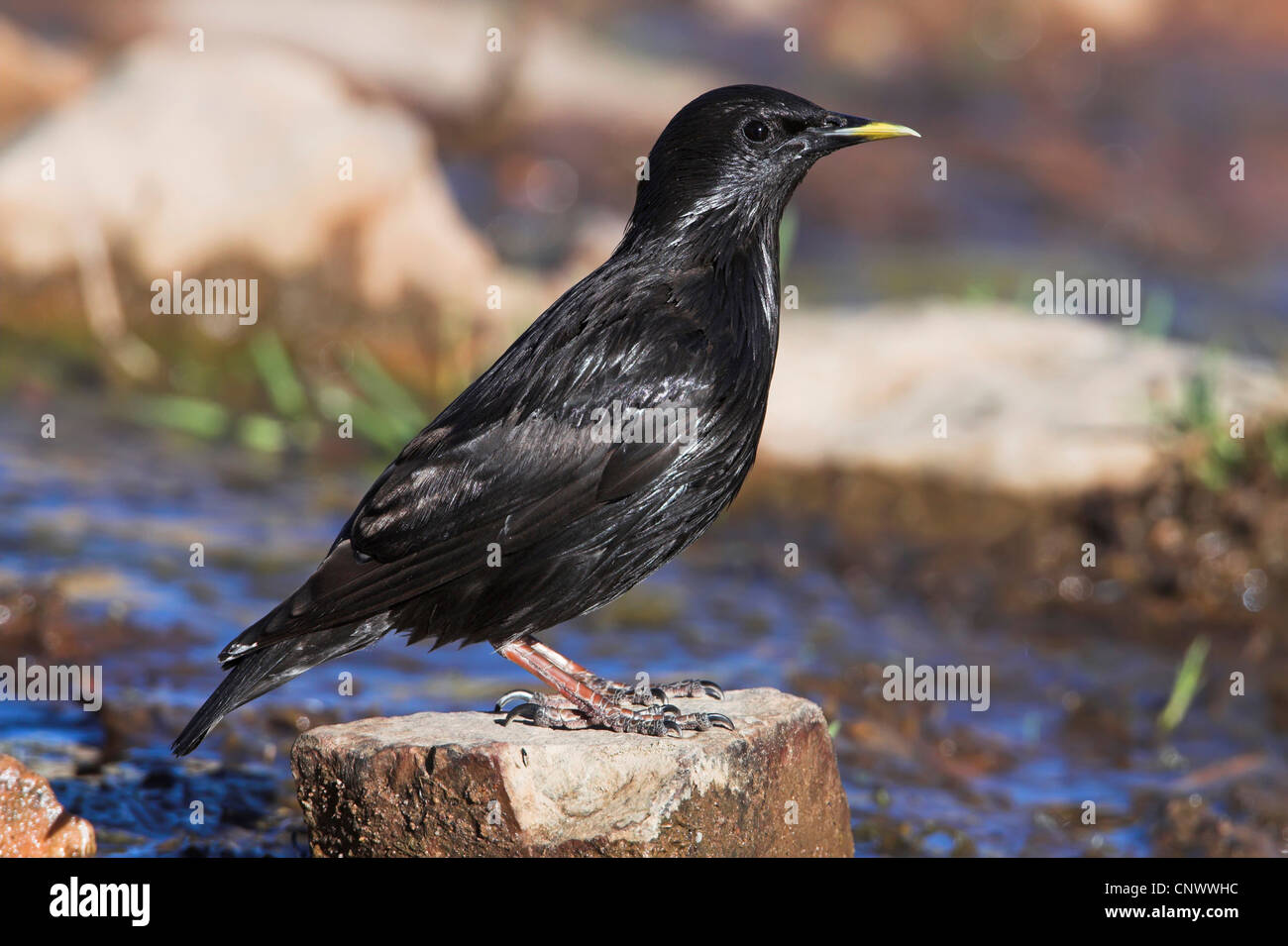 spotless starling (Sturnus unicolor), sitting on a stone at the edge of a brook with wet plumage, Spain, Extremadura Stock Photo
