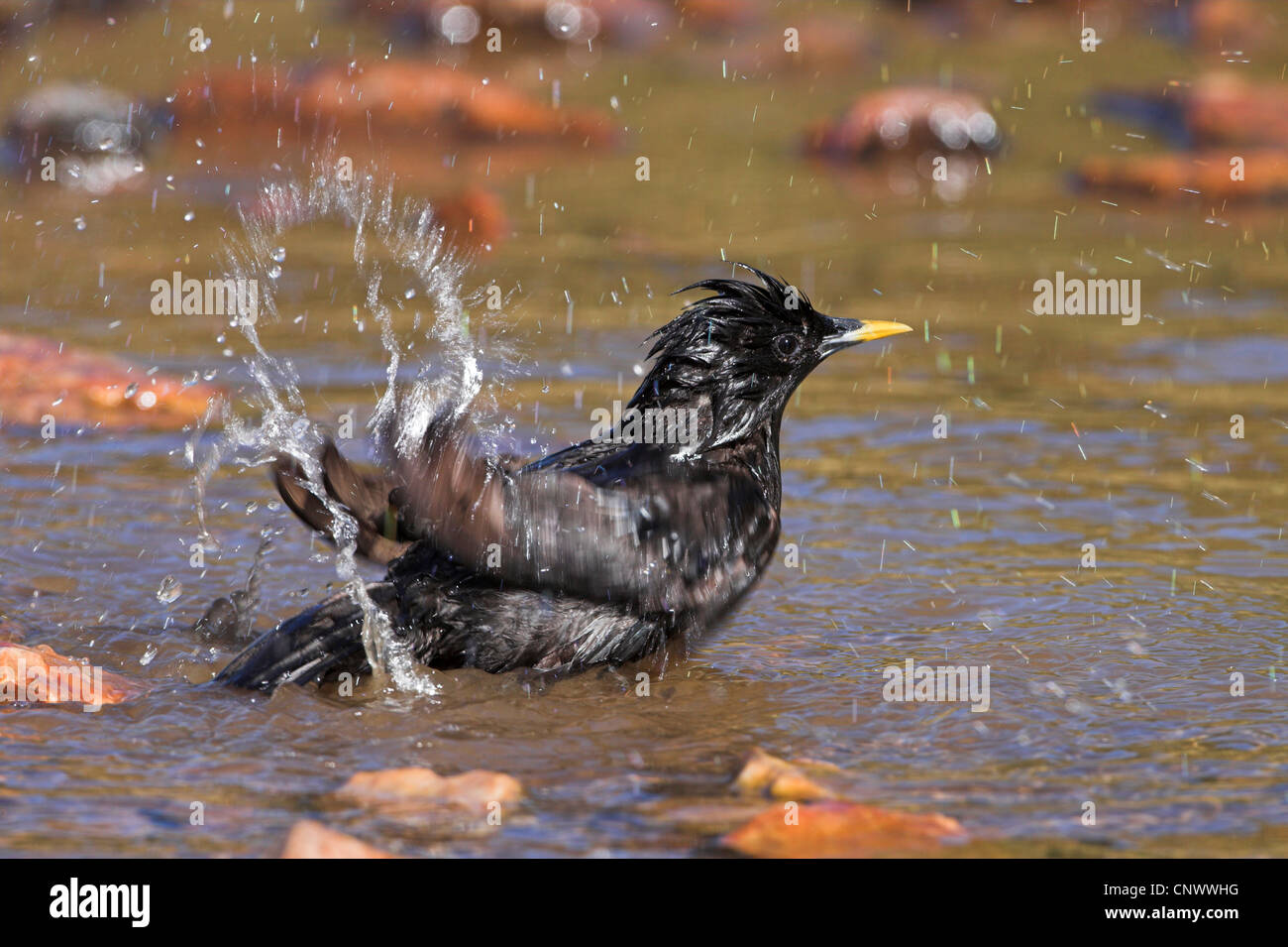 spotless starling (Sturnus unicolor), taking a bath in a brook, Spain, Extremadura Stock Photo