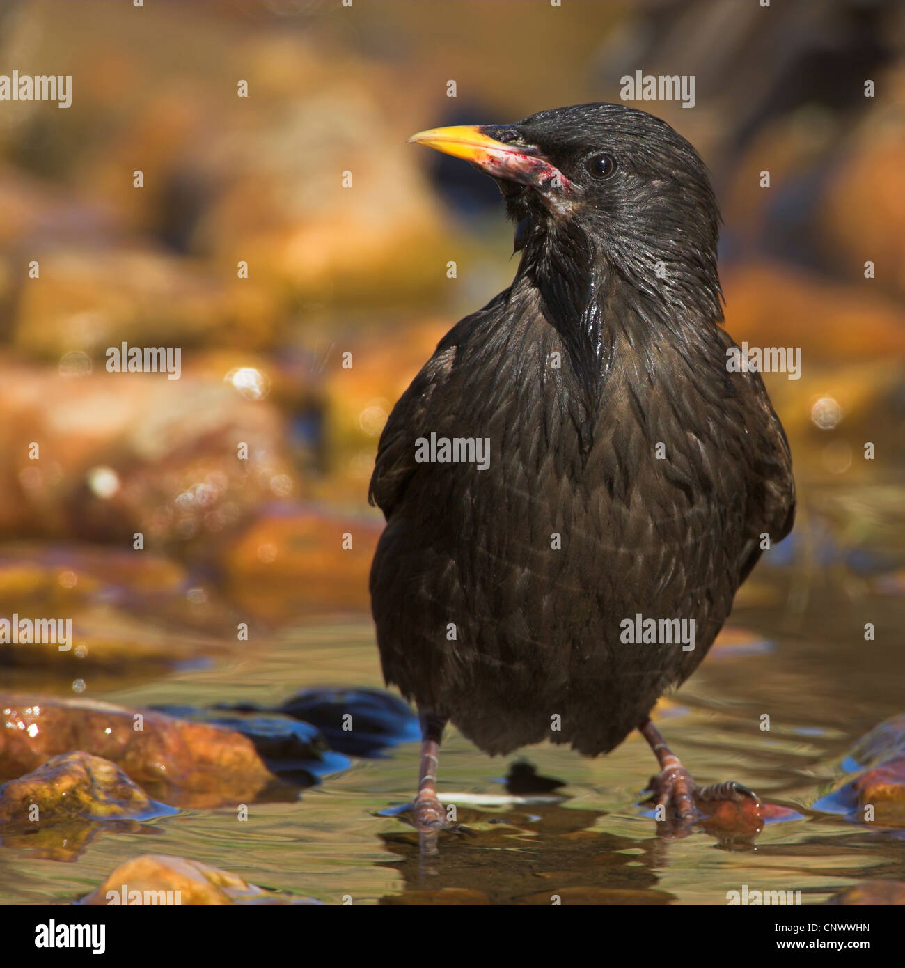 spotless starling (Sturnus unicolor), sitting on stones at the edge of a brook, Spain, Extremadura Stock Photo