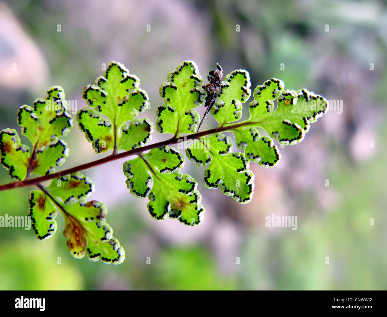 Lip Fern (Cheilanthes maderensis), lower surface of frond with sporangia, Canary Islands, Gomera Stock Photo