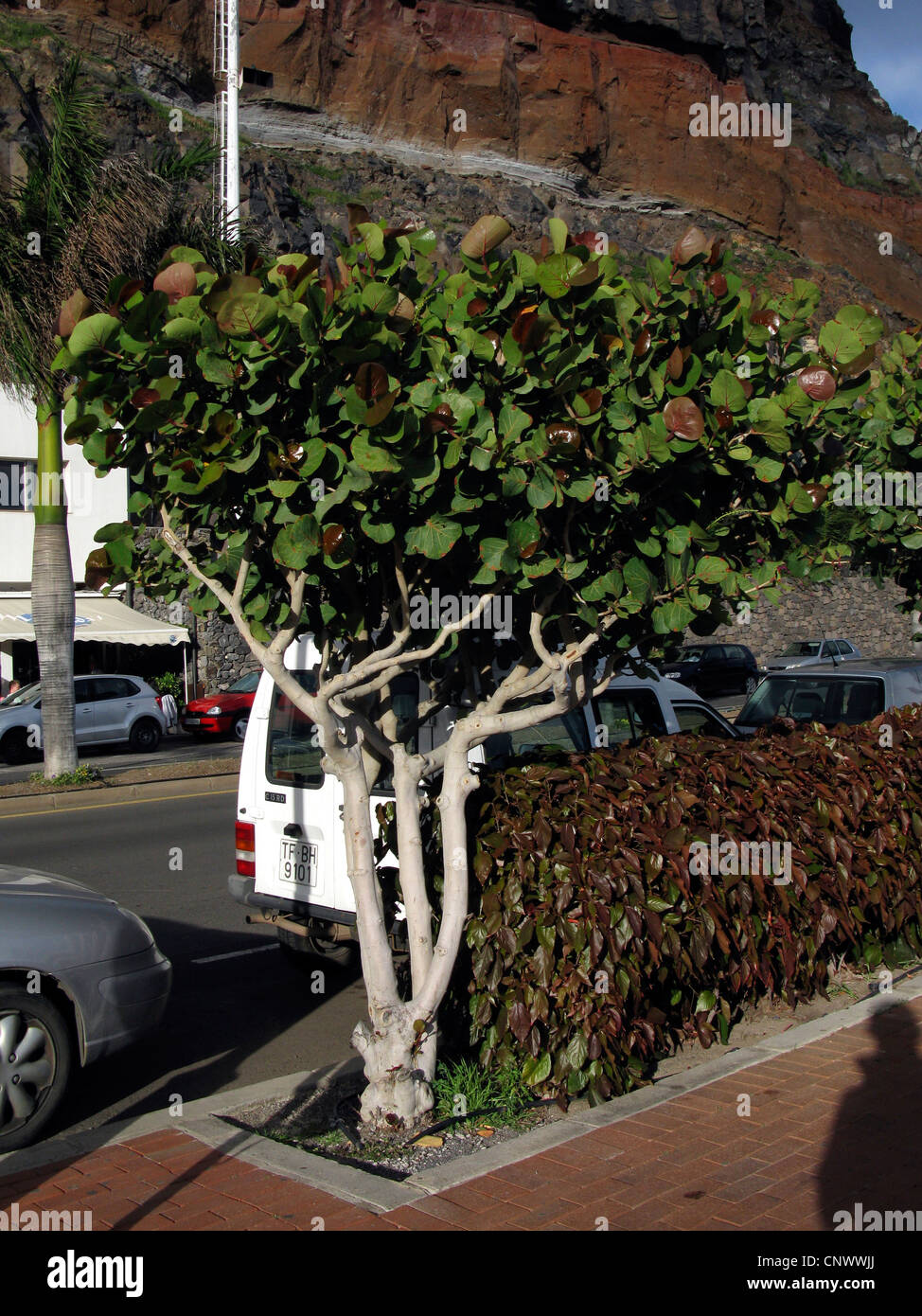 Jamaica kino, sea grape (Coccoloba uvifera), ornamental tree at a street border, Canary Islands, Gomera, San Sebastian De La Gomera Stock Photo