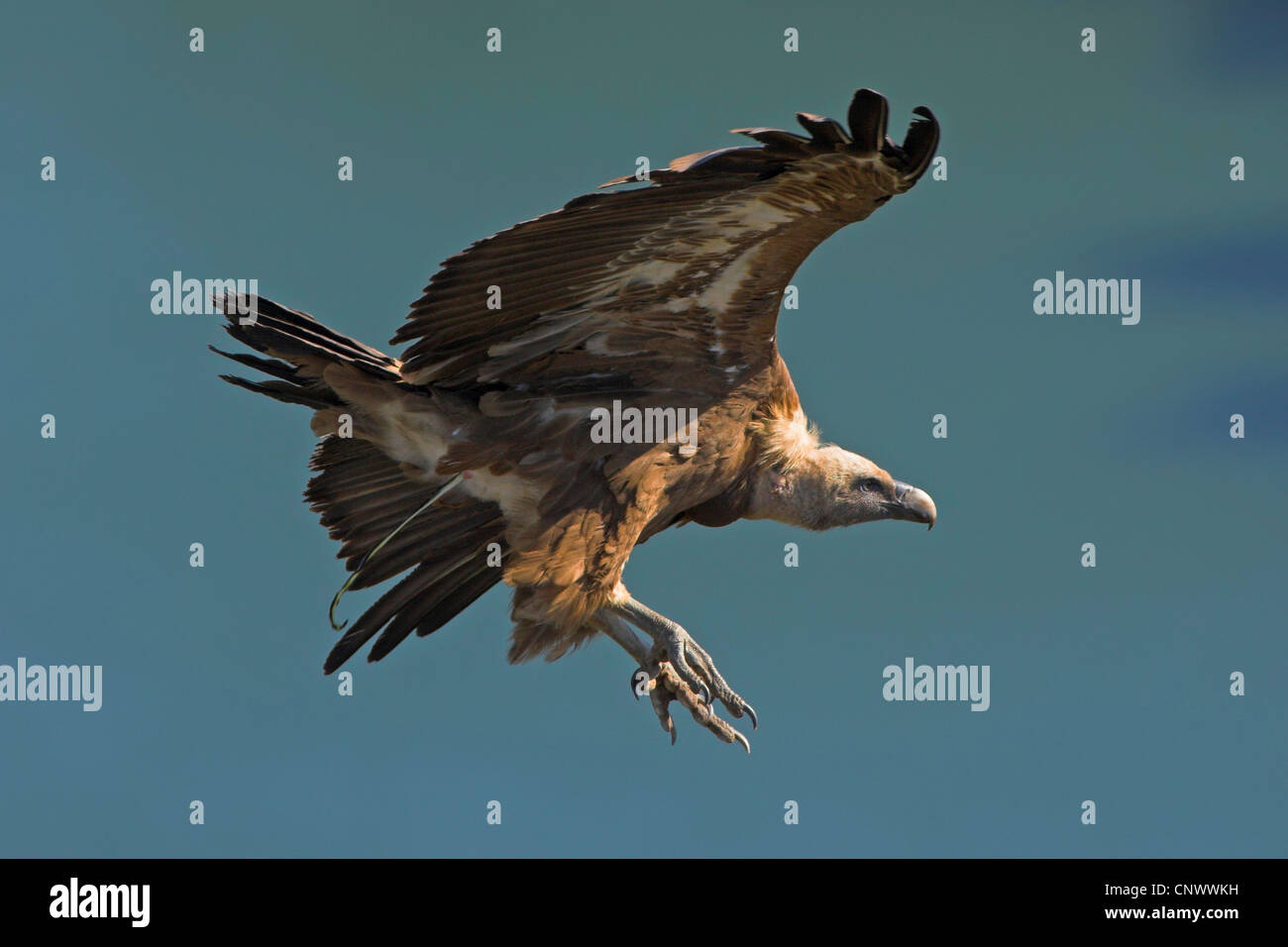 griffon vulture (Gyps fulvus), flying with the claws stretched out, Spain, Extremadura Stock Photo