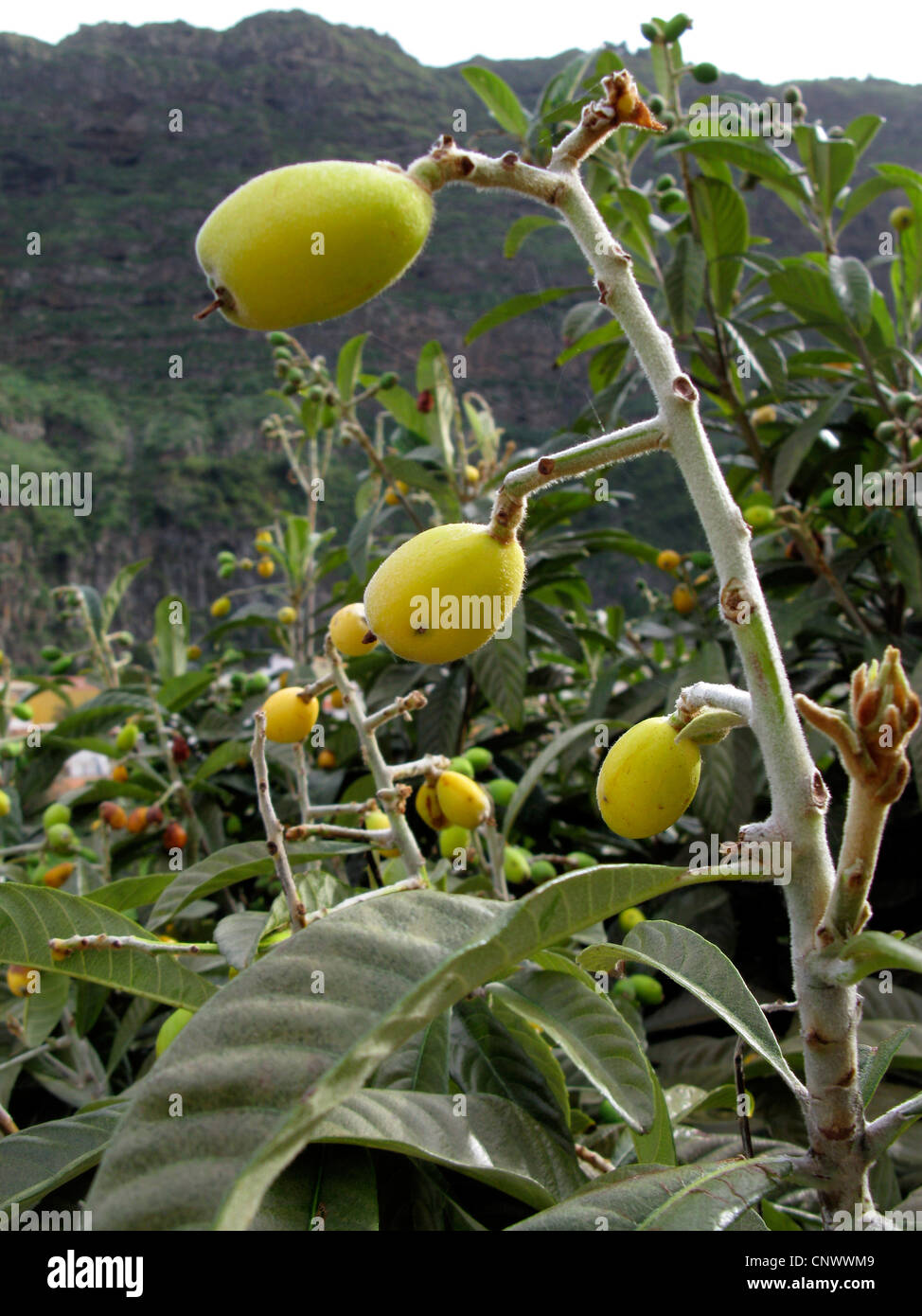 loquat, Japanese plum (Eriobotrya japonica), fruits on a tree, Canary Islands, Gomera Stock Photo