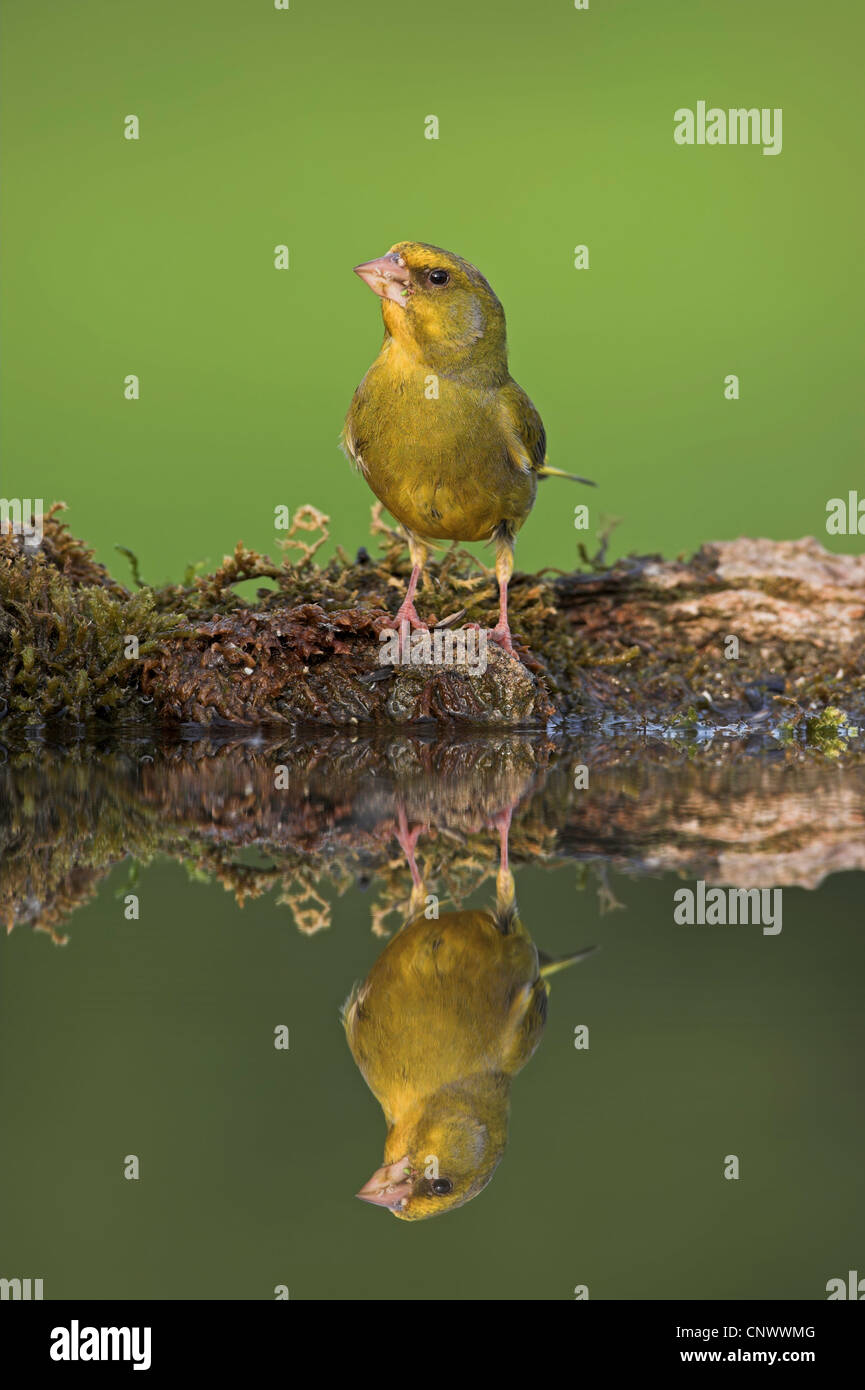 western greenfinch (Carduelis chloris), sitting on mossy dead wood at a quiet water in front of perfect reflected image, Germany, Rhineland-Palatinate Stock Photo