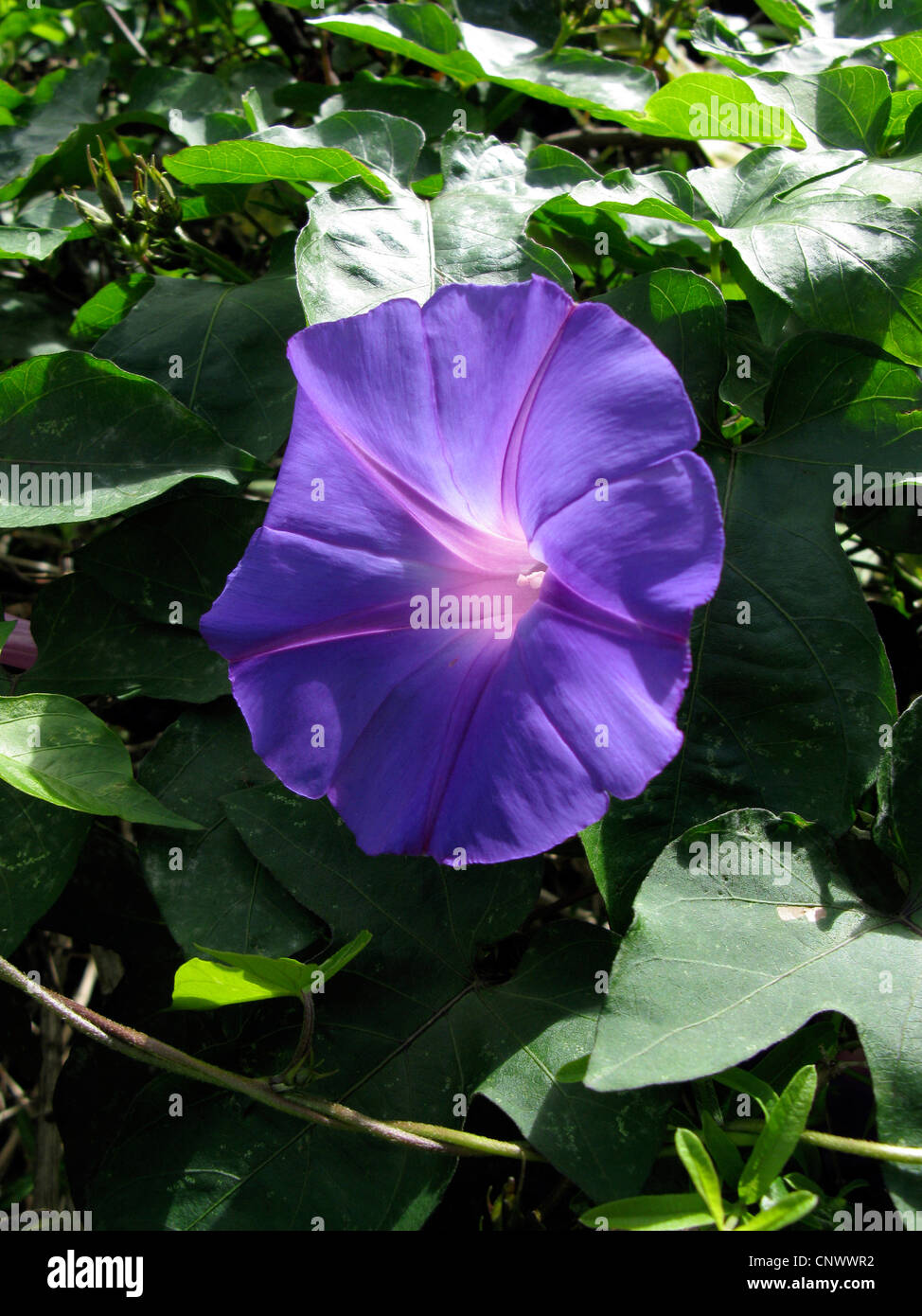 morning glory (Ipomoea indica), flower, Canary Islands, Gomera Stock Photo