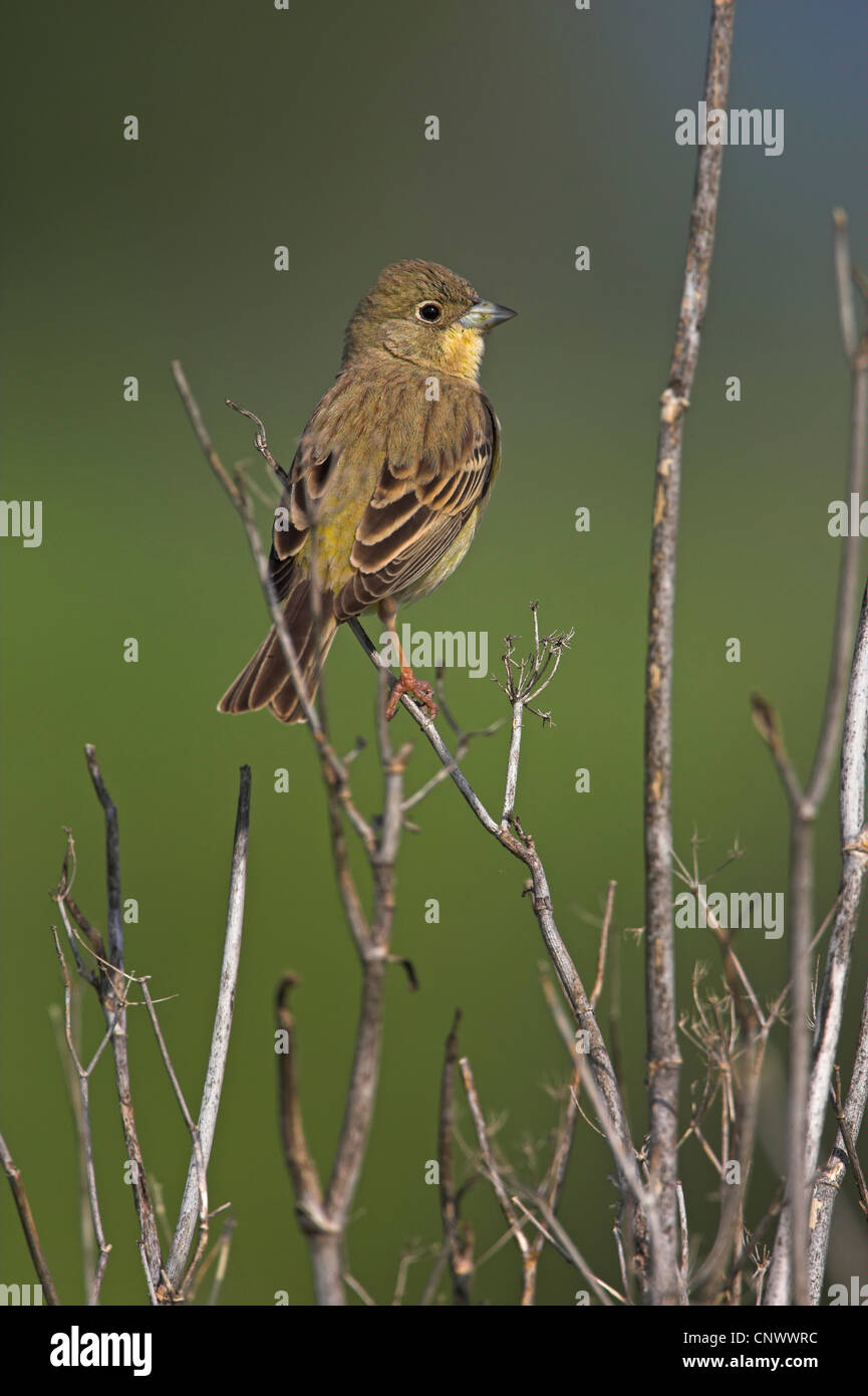 black-headed bunting (Emberiza melanocephala), female sitting on a dry plant, Greece, Lesbos Stock Photo