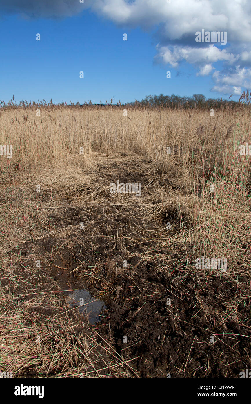 Wild boar (Sus scrofa) mud traces showing damage to reed stems in ...