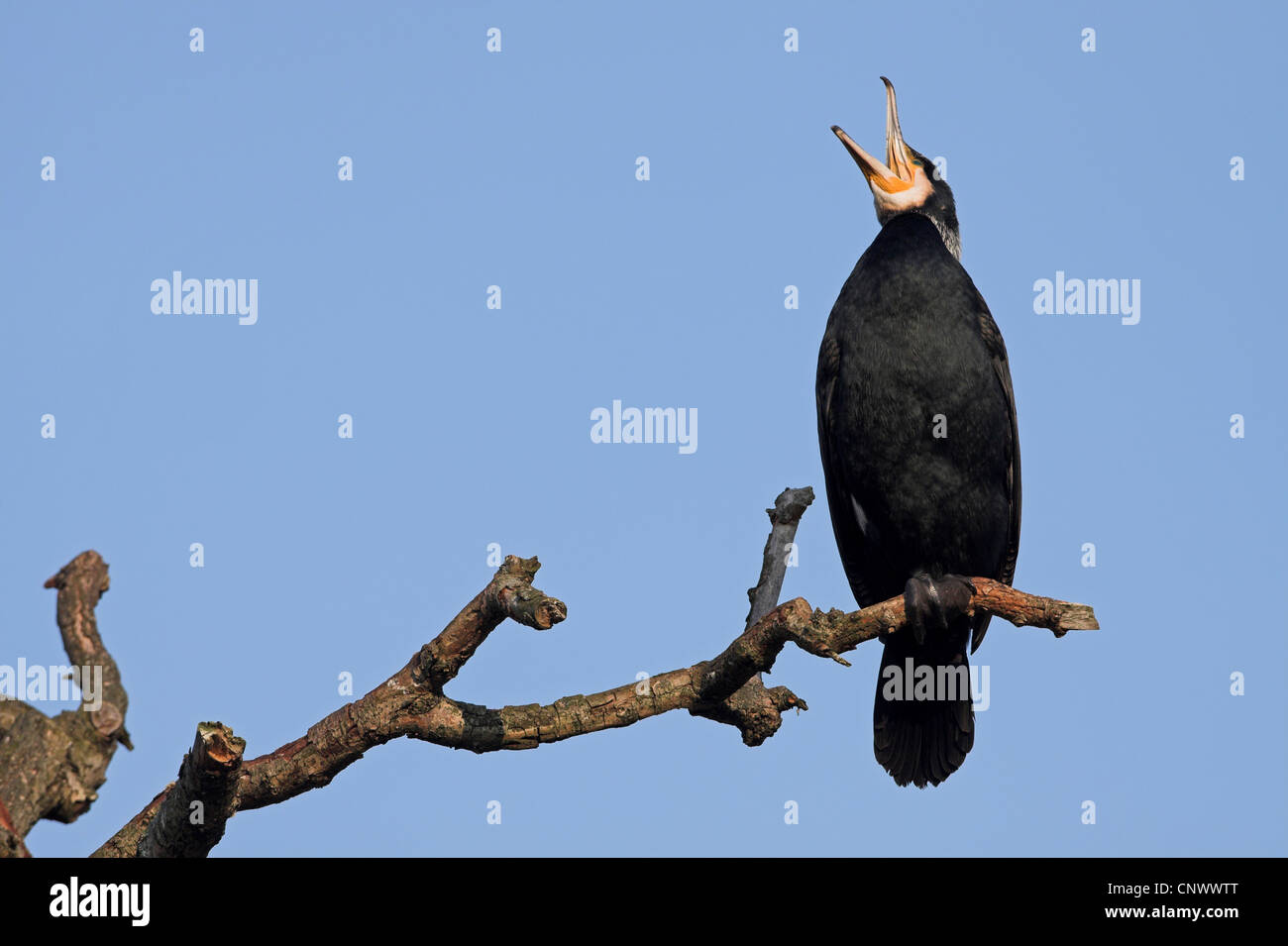 great cormorant (Phalacrocorax carbo), sitting on a dry branch, calling, Germany, Rhineland-Palatinate Stock Photo