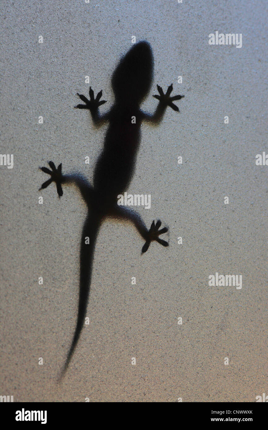 Turkish gecko, Mediterranean gecko (Hemidactylus turcicus), silhouette at a milk glass, Turkey, Antalya Stock Photo