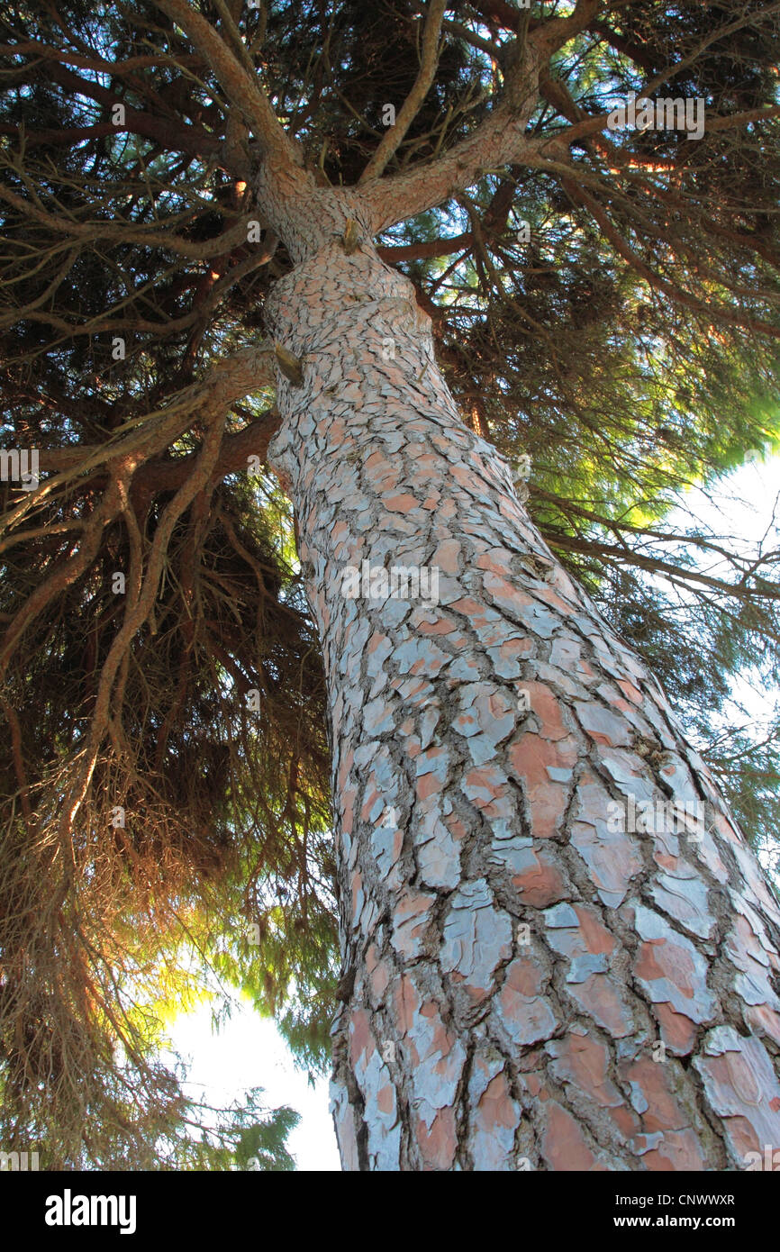 umbrella pine (Pinus pinea), view from below along the tree log into the top, Turkey Stock Photo
