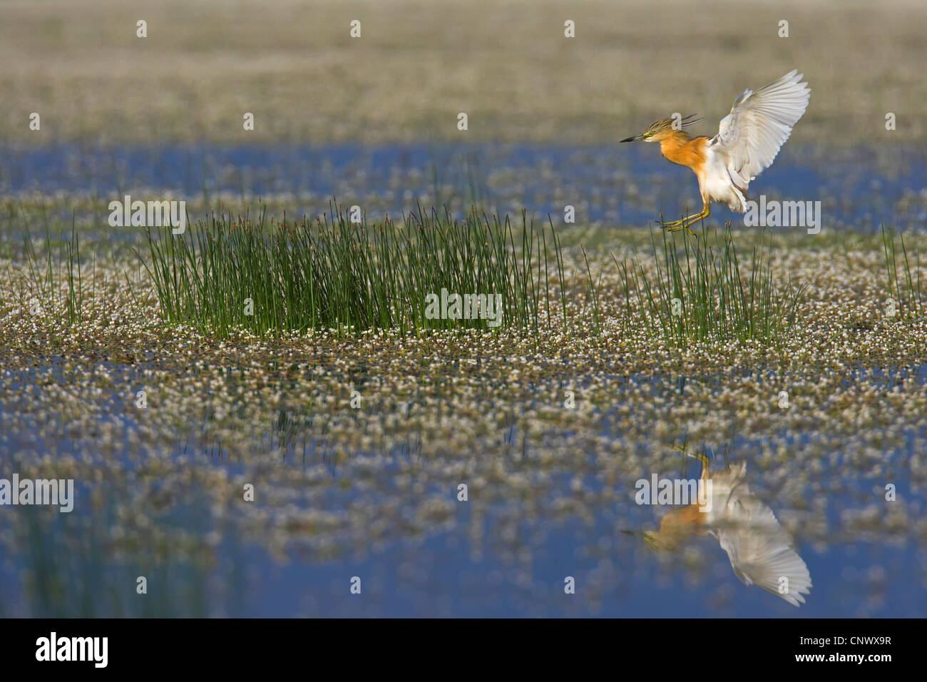 Squacco heron (Ardeola ralloides), landing in a swamp, Greece, Lesbos, Kalloni Salt Pans Stock Photo