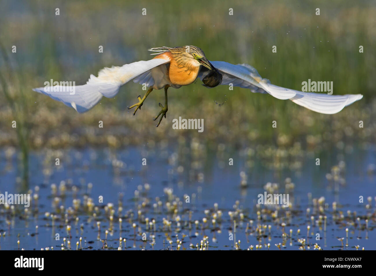 Squacco heron (Ardeola ralloides), flying over a swamp with prey in the beak, Greece, Lesbos, Kalloni Salt Pans Stock Photo