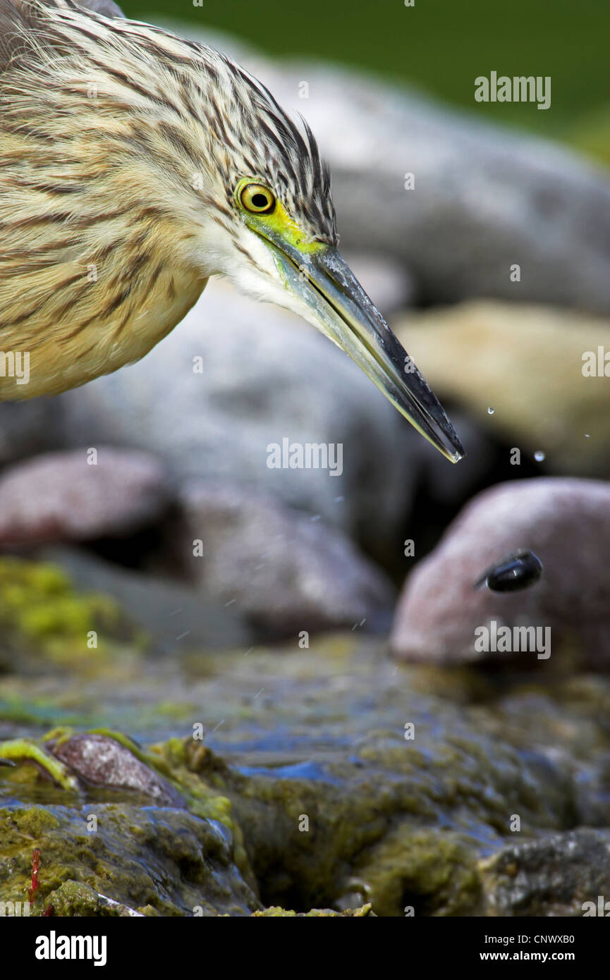 Squacco heron (Ardeola ralloides), at the shore of a brook with a tadpole hunted down, Greece, Lesbos, Faneromeni Stock Photo