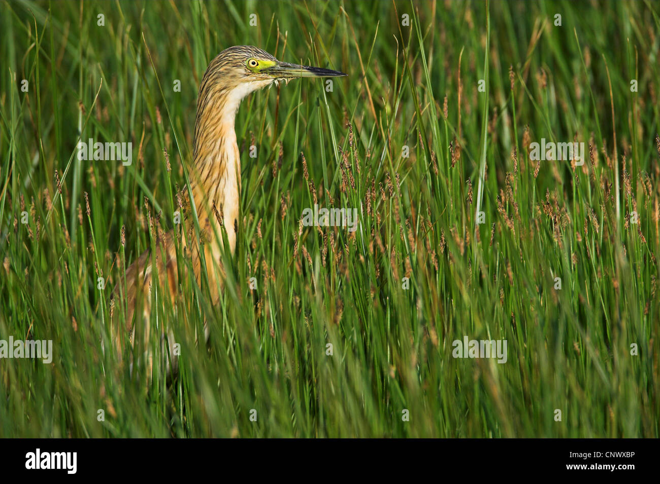 Squacco heron (Ardeola ralloides), standing in a swamp among rushes, Greece, Lesbos, Kalloni Salt Pans Stock Photo