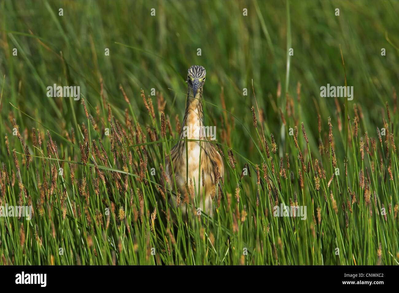 Squacco heron (Ardeola ralloides), standing in a swamp among rushes, Greece, Lesbos, Kalloni Salt Pans Stock Photo