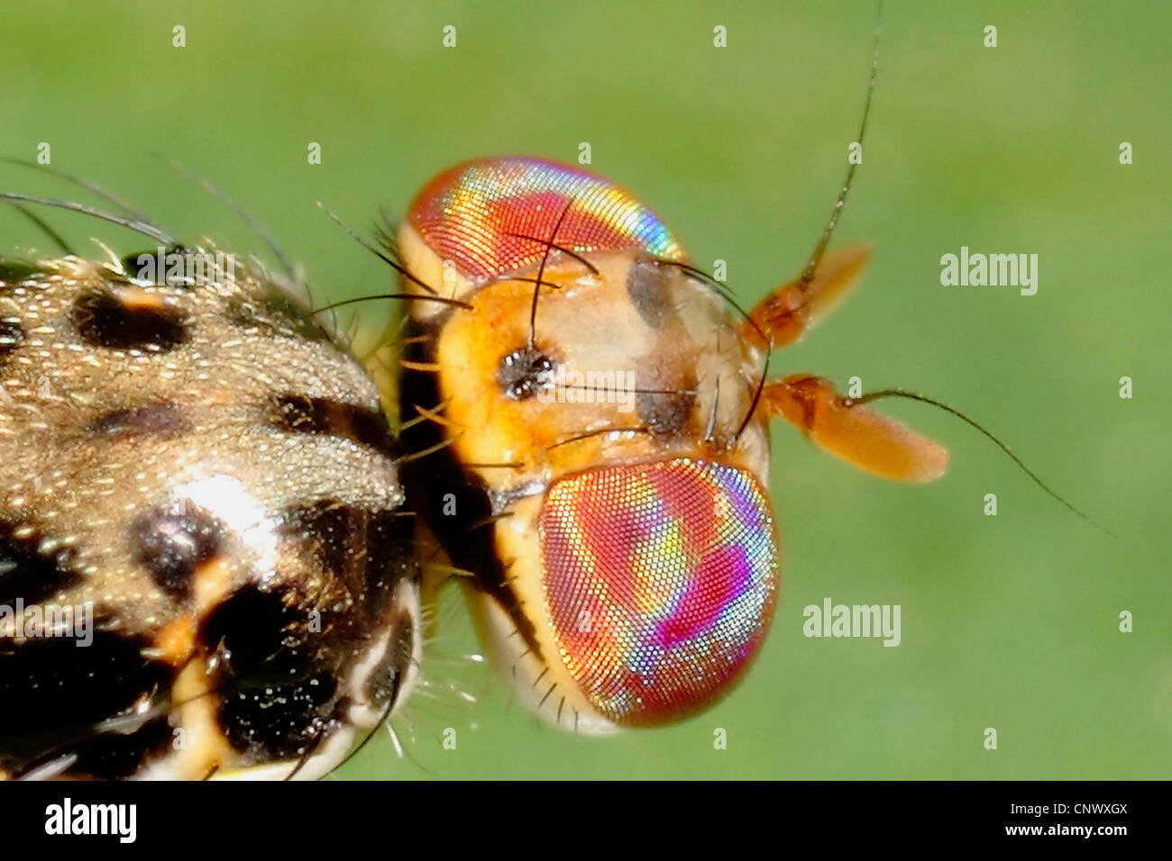 Canada thistle gall fly (Urophora cardui), macro shot of haed, Germany, Bavaria Stock Photo