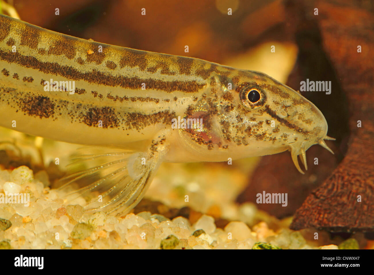 stone loach (Cobitis bilineata), male with conspicuous Canestrini scale, Italy Stock Photo
