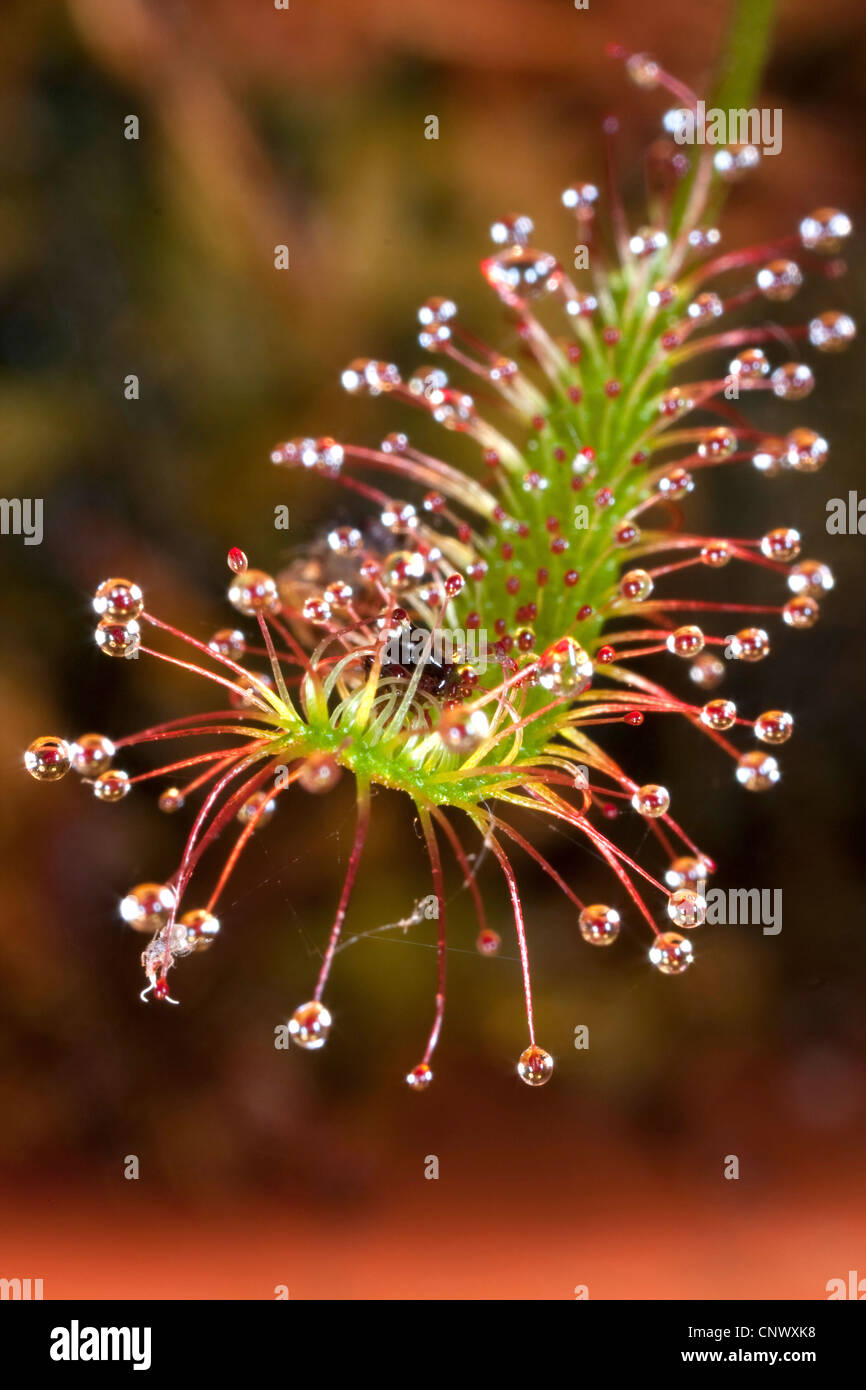 great sundew, English sundew (Drosera anglica), leaves with caught insect, Germany, Bavaria Stock Photo