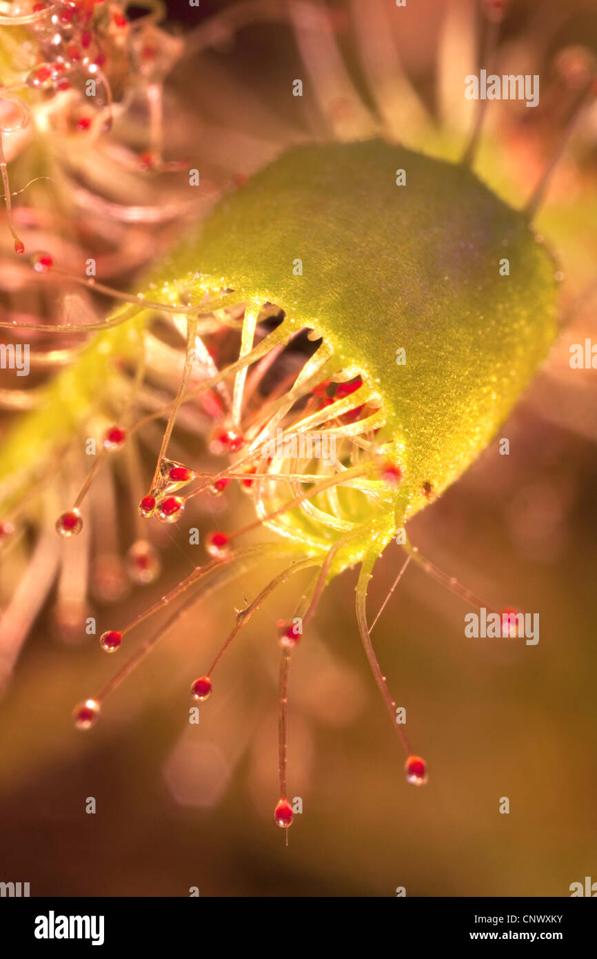 great sundew, English sundew (Drosera anglica), leaves with caught insect, Germany, Bavaria Stock Photo