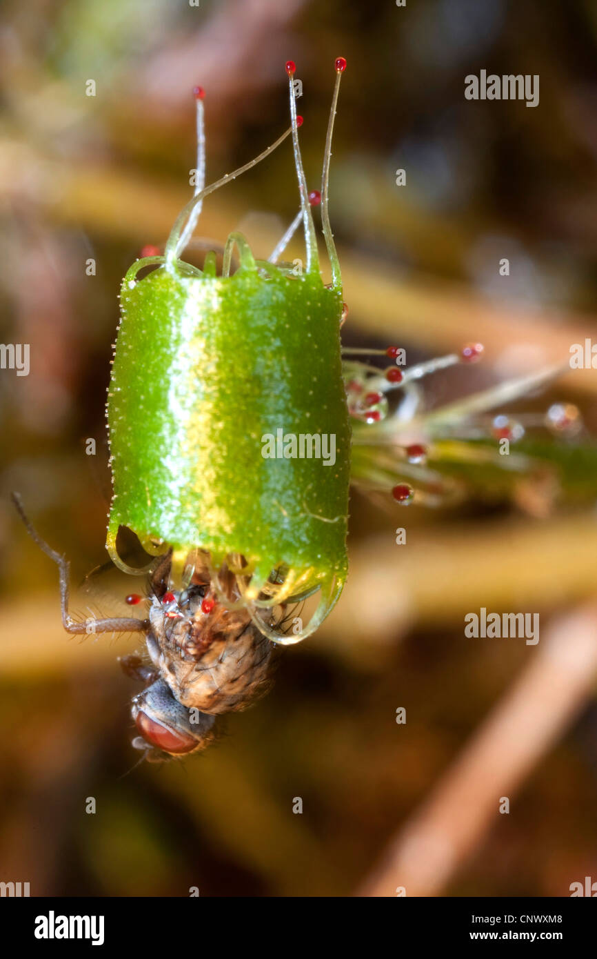 great sundew, English sundew (Drosera anglica), leaves with caught insect, Germany, Bavaria Stock Photo