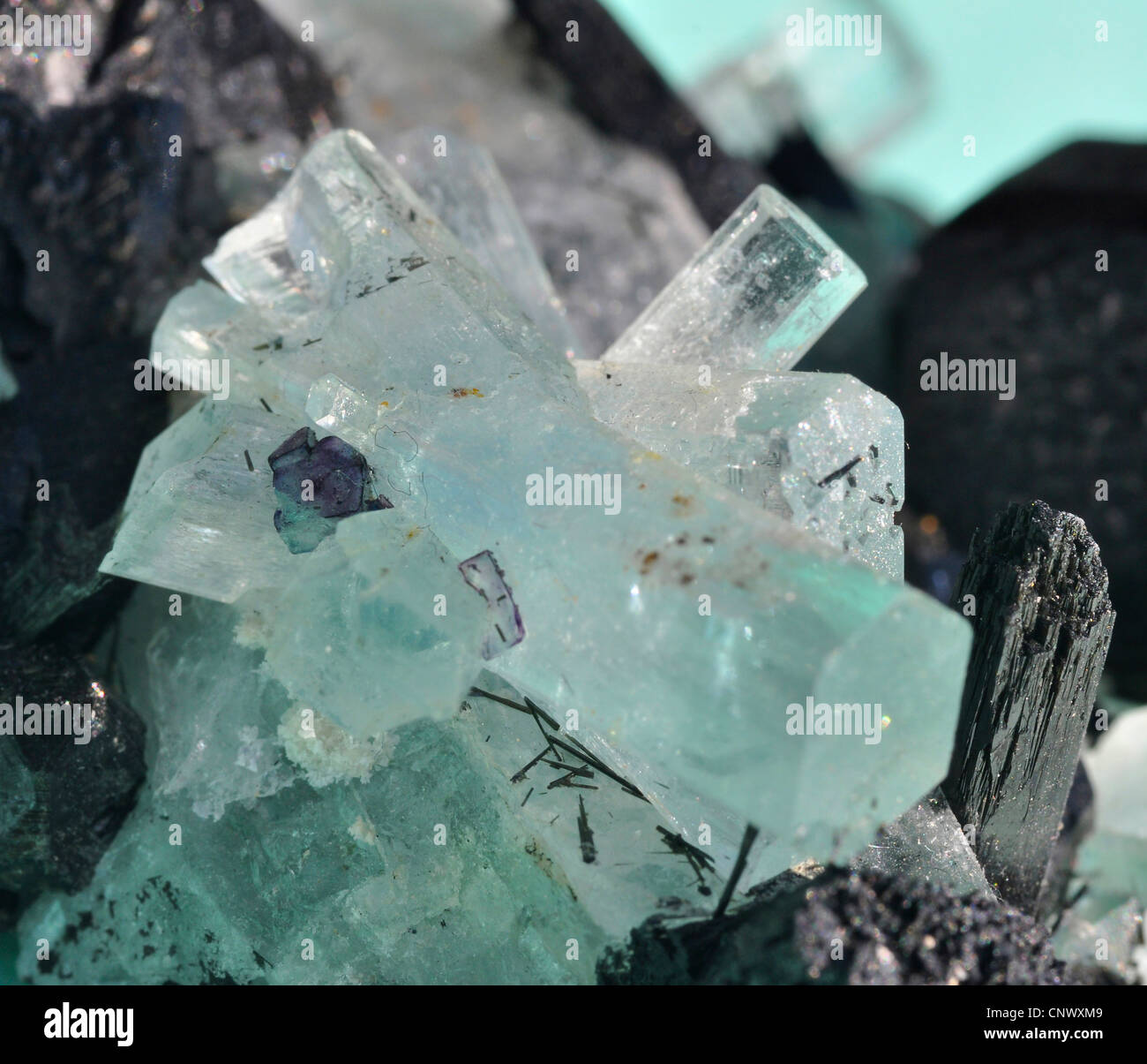 black tourmaline crystals with fluorite crystals Stock Photo