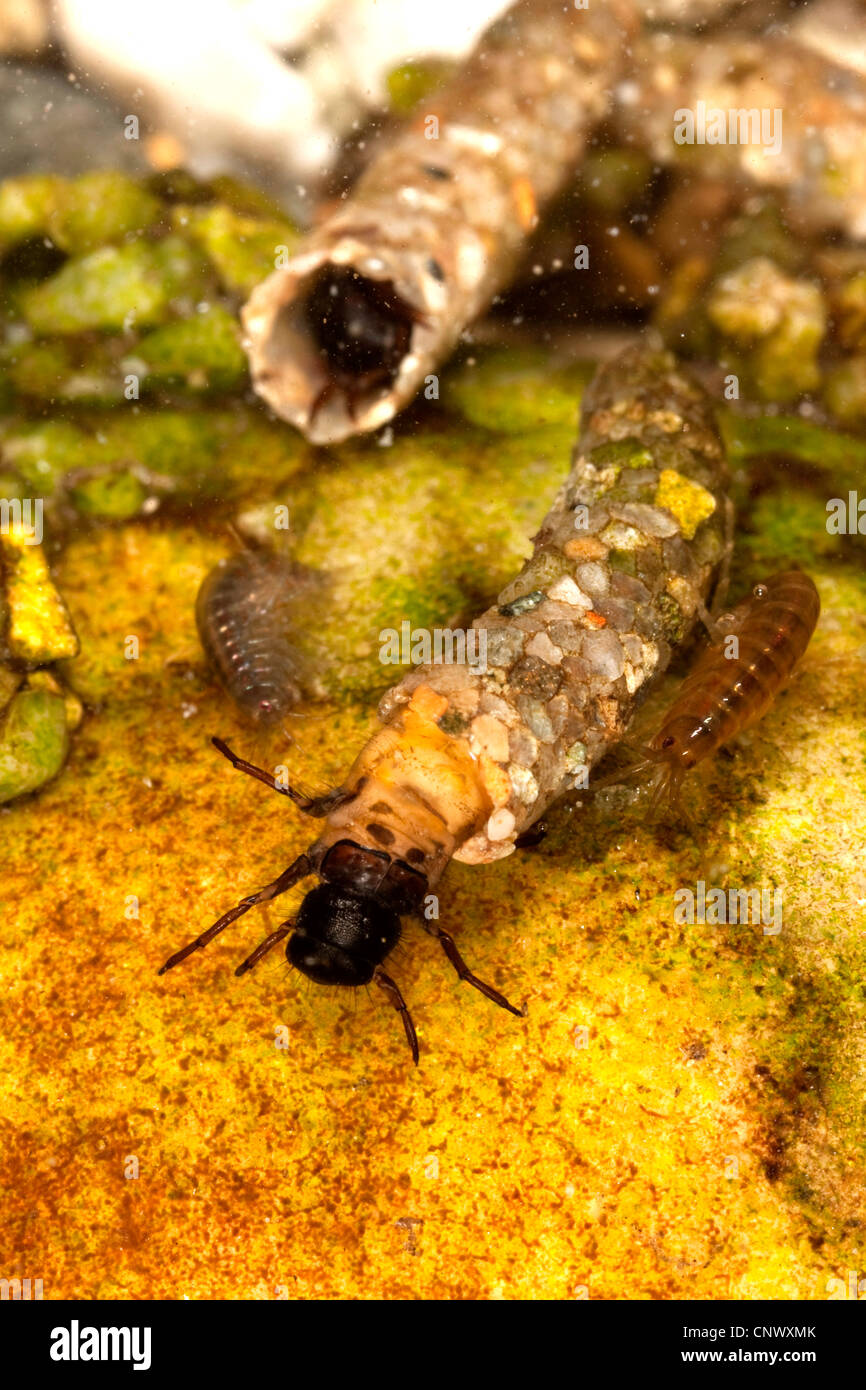 caddis fly (Drusus trifidus), larva with spun case made of little stones is creeping over river gravel, Germany, Bavaria Stock Photo