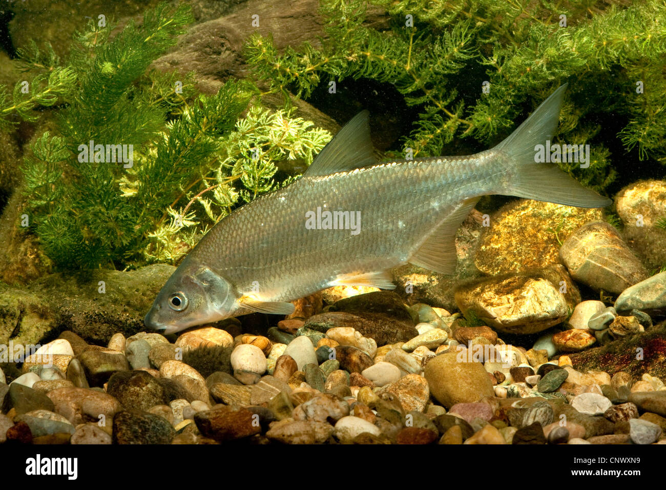 East European bream, zaehrte, Baltic vimba (Vimba vimba), swimming over river pebbles in front of Common Water Moss, Germany, Bavaria, Danube Stock Photo