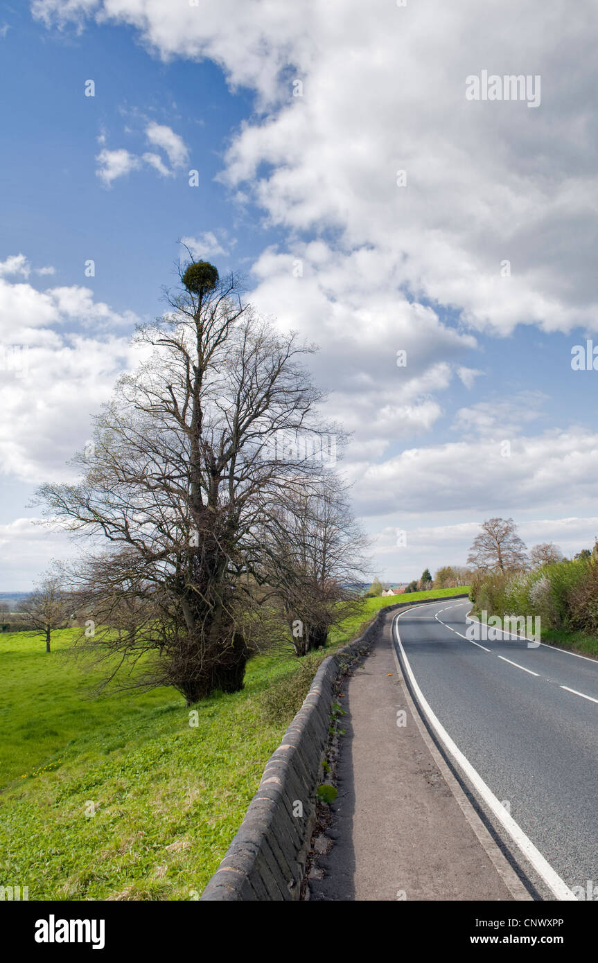 Mistletoe growing on top of tree alongside the A431, Kelston, near Bath, uk on a sunny spring day Stock Photo
