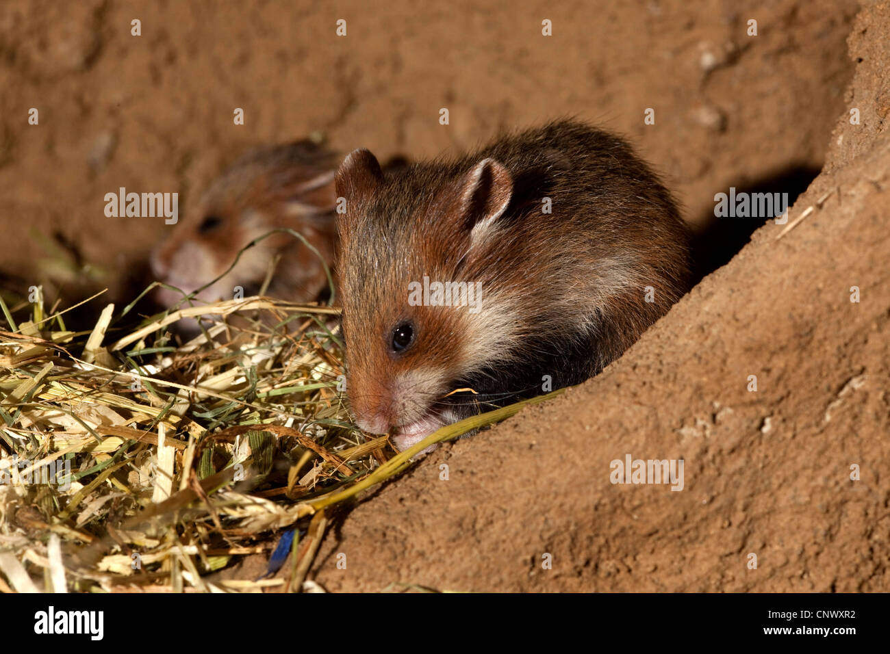 common hamster, black-bellied hamster (Cricetus cricetus), young animal in a subterraneous den Stock Photo