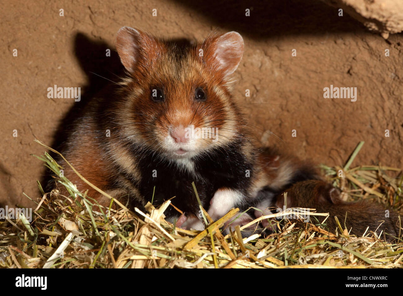 common hamster, black-bellied hamster (Cricetus cricetus), female with young animal in a subterraneous den Stock Photo
