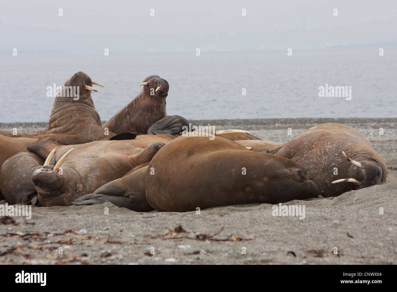 walrus (Odobenus rosmarus), some animals resting on a sand bank, Norway, Svalbard, Poolepynten Stock Photo