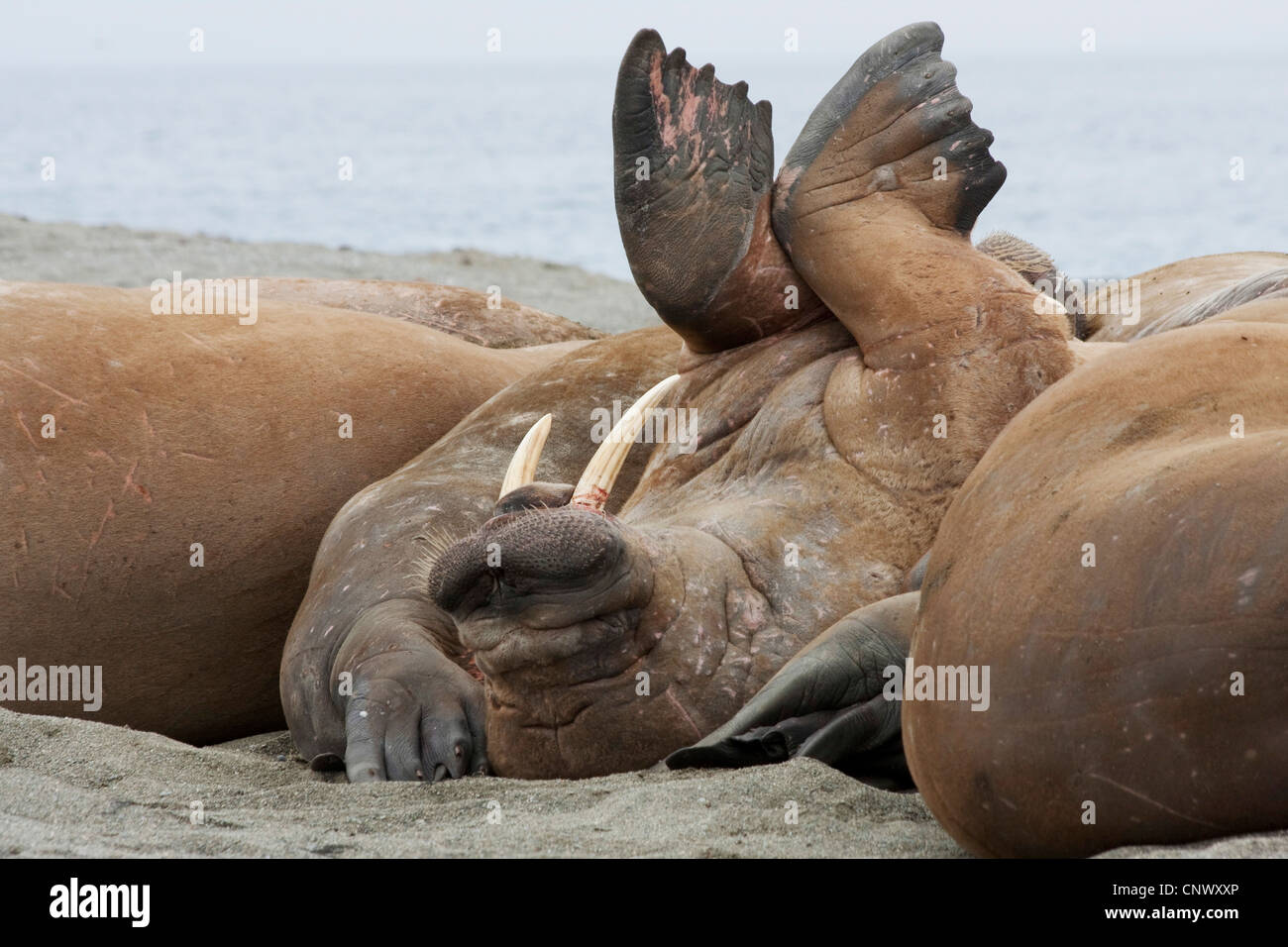 walrus (Odobenus rosmarus), some animals resting on a sand bank, one lying on the back stretching the forefins into the air, Norway, Svalbard, Poolepynten Stock Photo