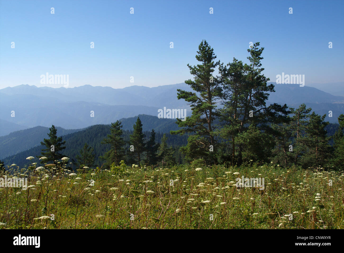 mountain meadow in the Borjomi-Kharagauli National Park, Georgia Stock  Photo - Alamy