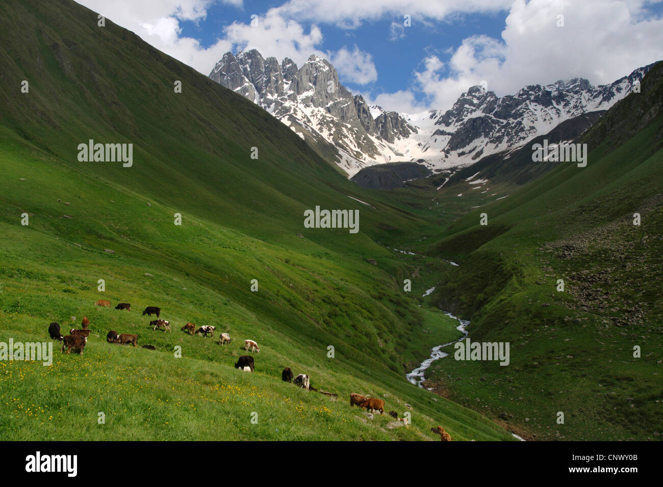 mountain valley with grass covered slopes and grazing cattle in front of the panorama of Mount Chaukhi, Georgia Stock Photo