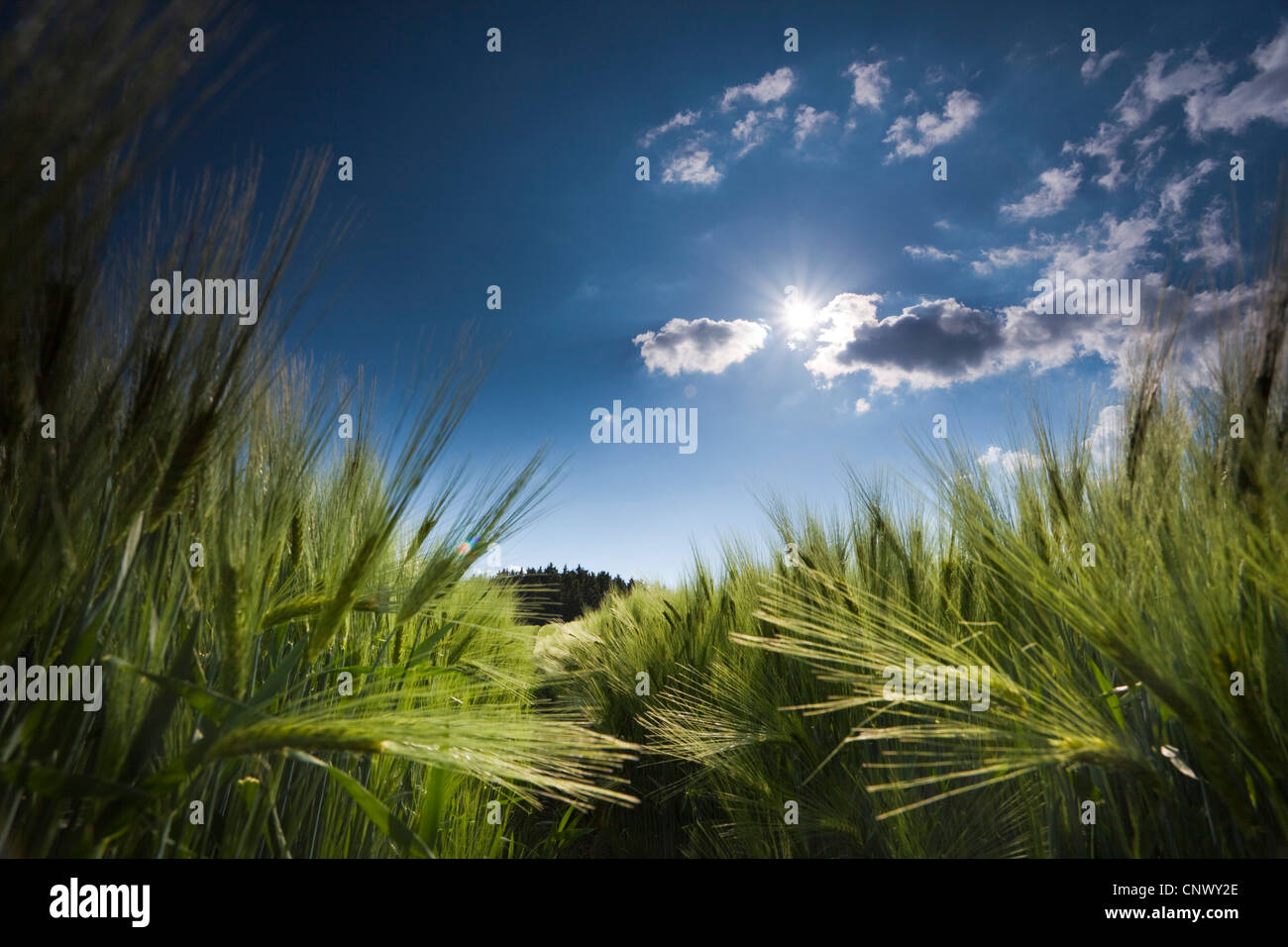 barley (Hordeum vulgare), in a corn field , Germany, Vogtland Stock Photo