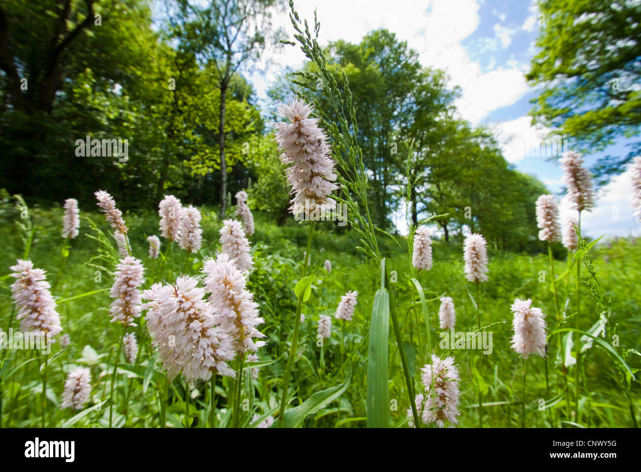 common bistort, meadow bistort (Polygonum bistorta, Bistorta major), blooming in a meadow with Festuca, Germany, Saxony, Vogtland Stock Photo