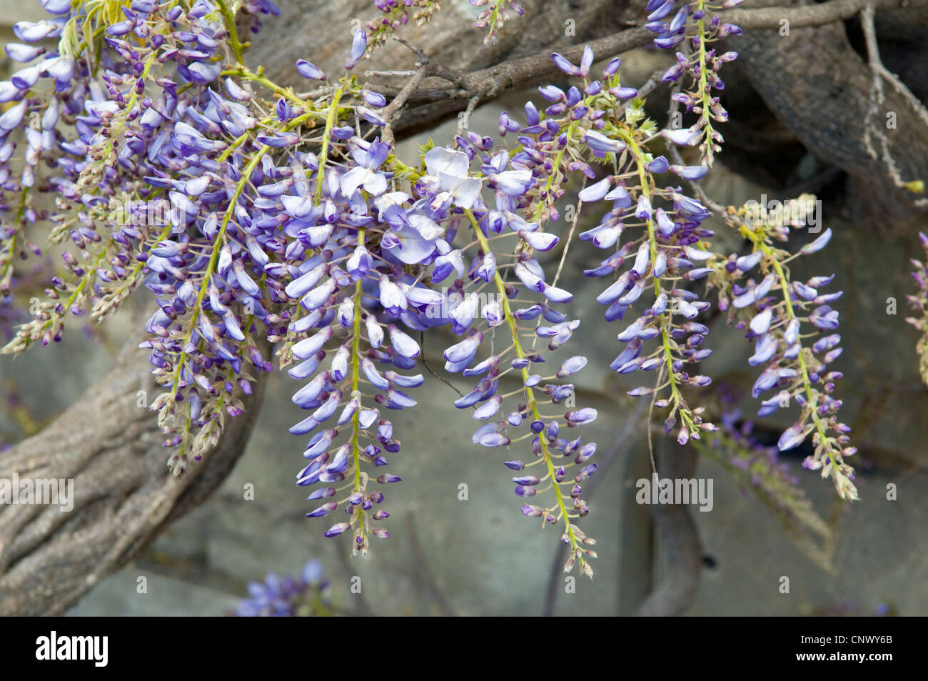 Wisteria sinensis hires stock photography and images Alamy