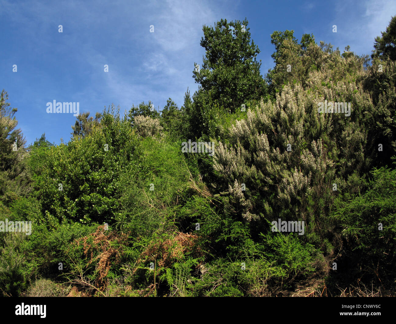 tree heath (Erica arborea), Laura Silva in Garajonay National Park with blooming Tree Heath, Canary Islands, Gomera, Garajonay National Park Stock Photo