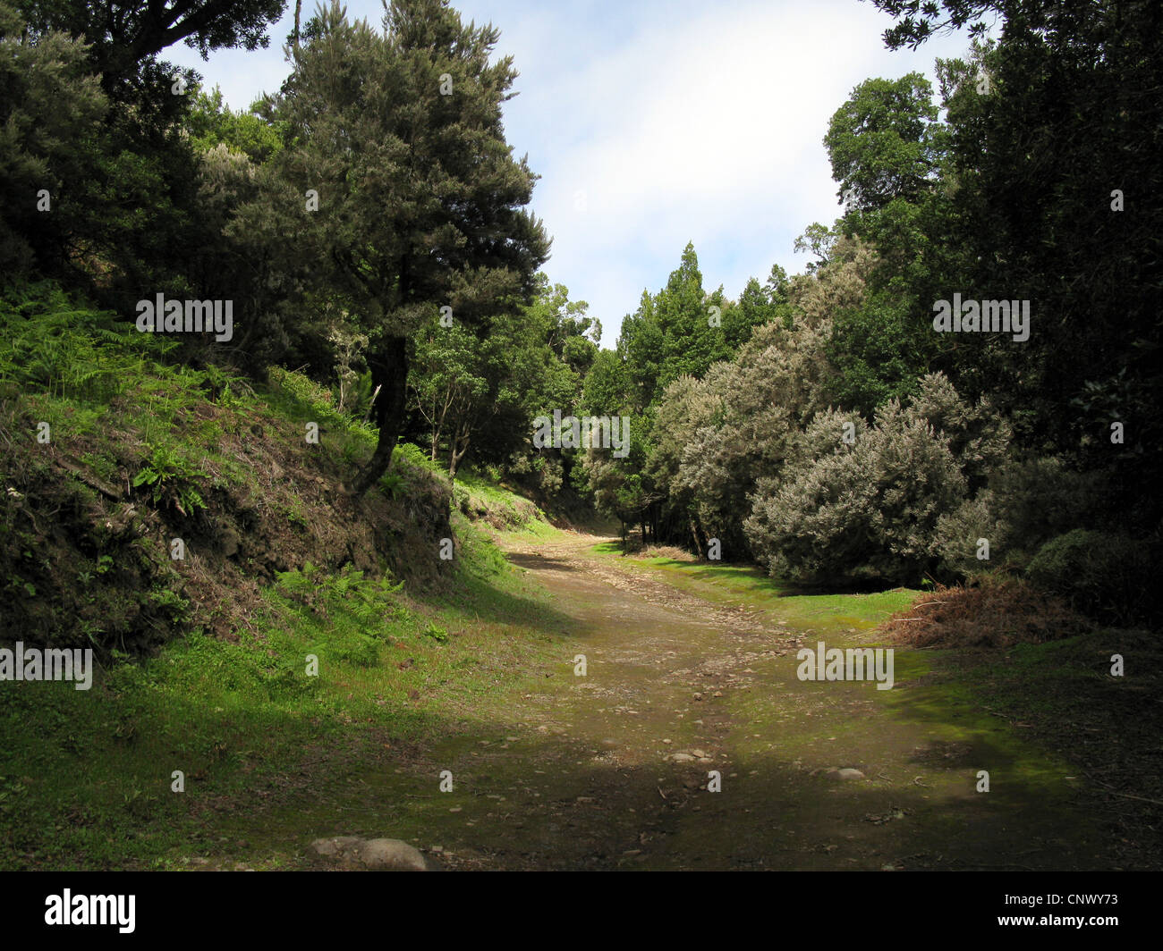 tree heath (Erica arborea), trekking path in Laura Silva in Garajonay National Park with blooming Tree Heath, Canary Islands, Gomera, Garajonay National Park Stock Photo