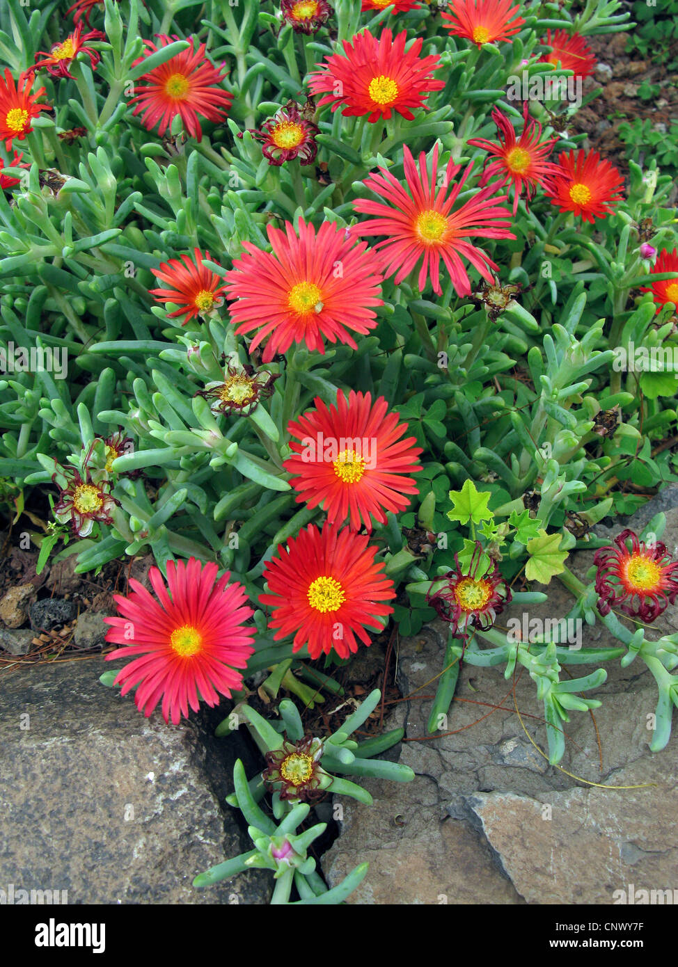 Ice Plant, Coppery Mesemb, Red Ice Plant (Malophora crocea), blooming, Canary Islands, Gomera Stock Photo