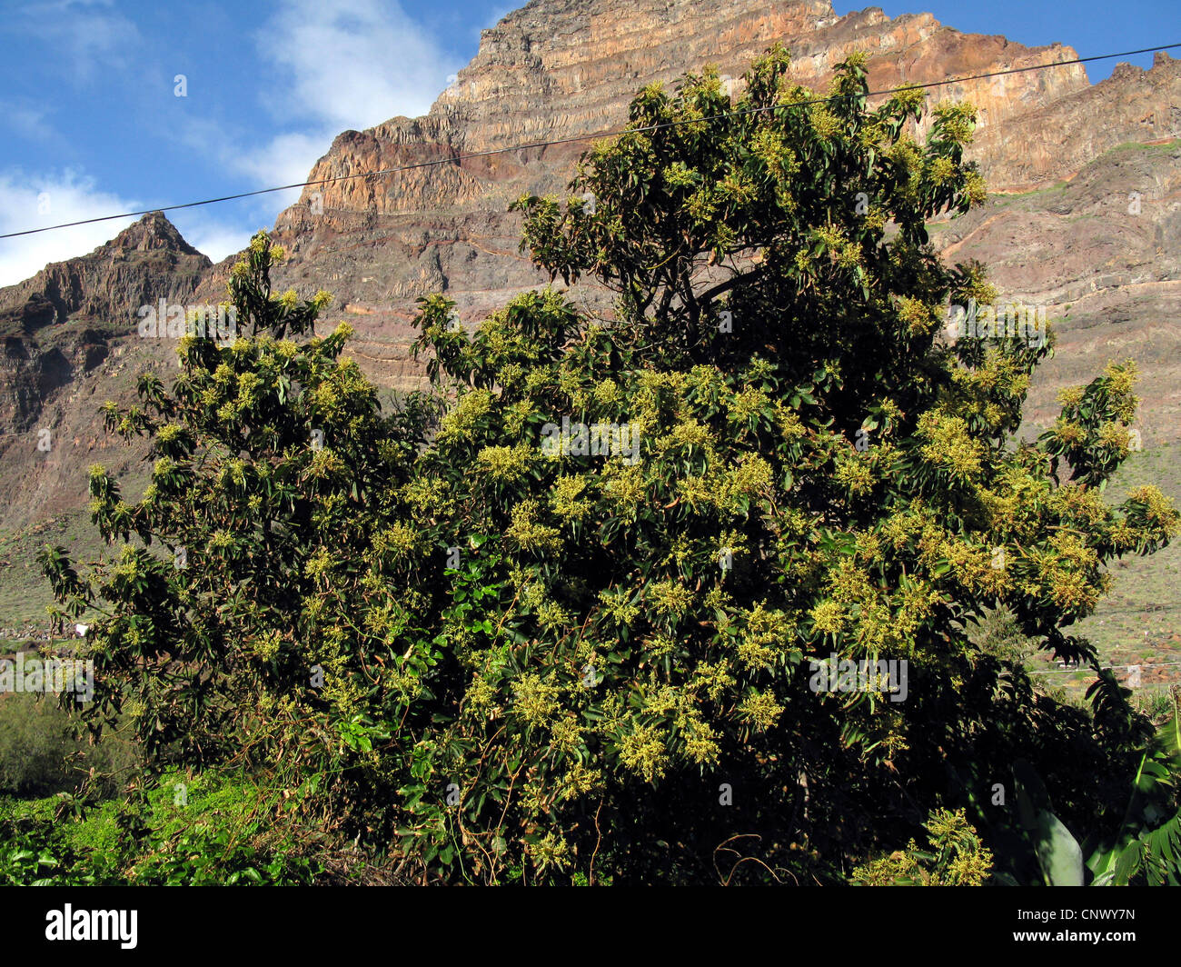 mango (Mangifera indica), blooming, Canary Islands, Gomera Stock Photo