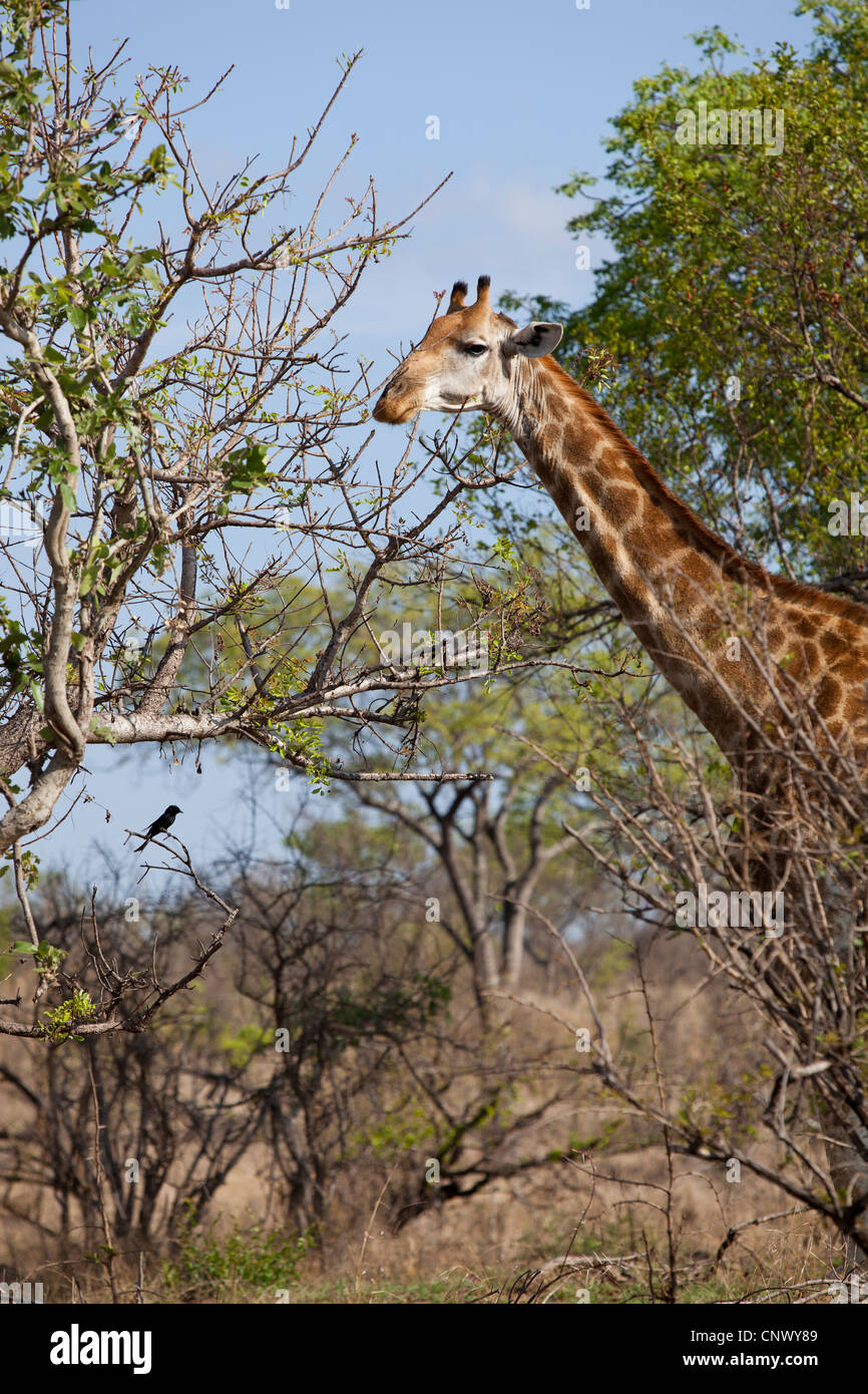 A Giraffe eating from a tree at Kruger national Park, South Africa Stock Photo