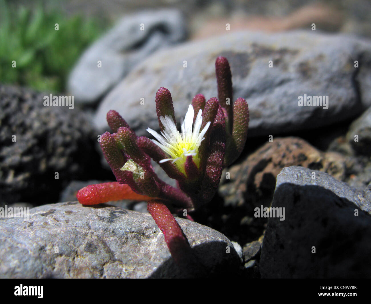 Slender-Leaved Ice Plant (Mesembryanthemum nodiflorum), blooming between stones, Canary Islands, Gomera Stock Photo