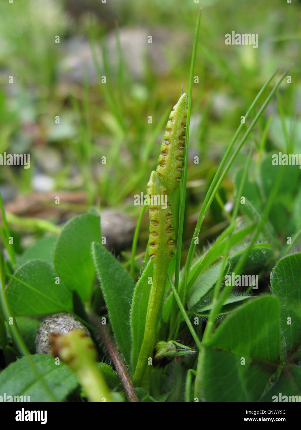 Least adder's-tongue (Ophioglossum lusitanicum), with sporophyll, Canary Islands, Gomera Stock Photo