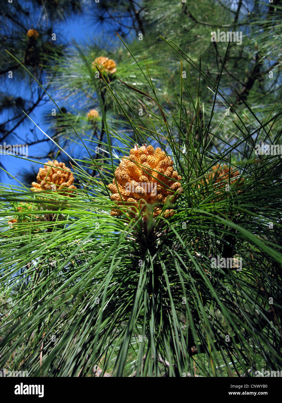 Canary pine (Pinus canariensis), mal inflorescences, Canary Islands, Gomera Stock Photo