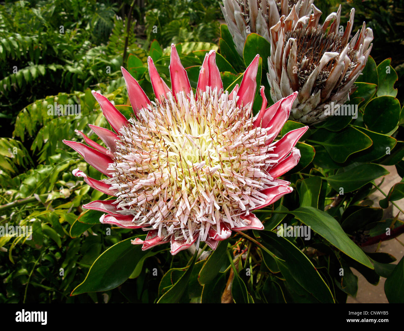 King Protea (Protea cynaroides), blooming, national flower of South Africa Stock Photo