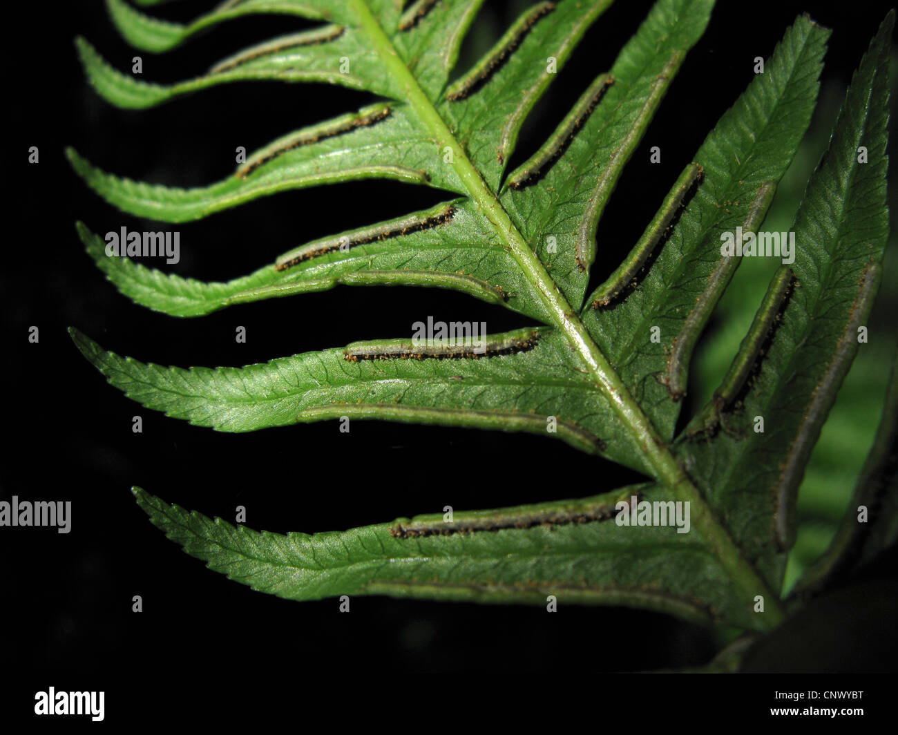 Pteris incompleta (Pteris incompleta), lower surface with sori, Canary Islands, Gomera Stock Photo