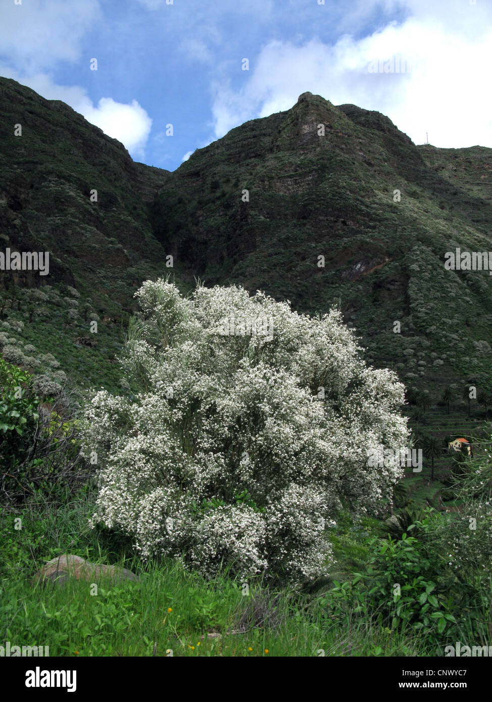 White Broom, Bridal Broom, White weeping broom  (Retama raetam), blooming shrub, Canary Islands, Gomera Stock Photo